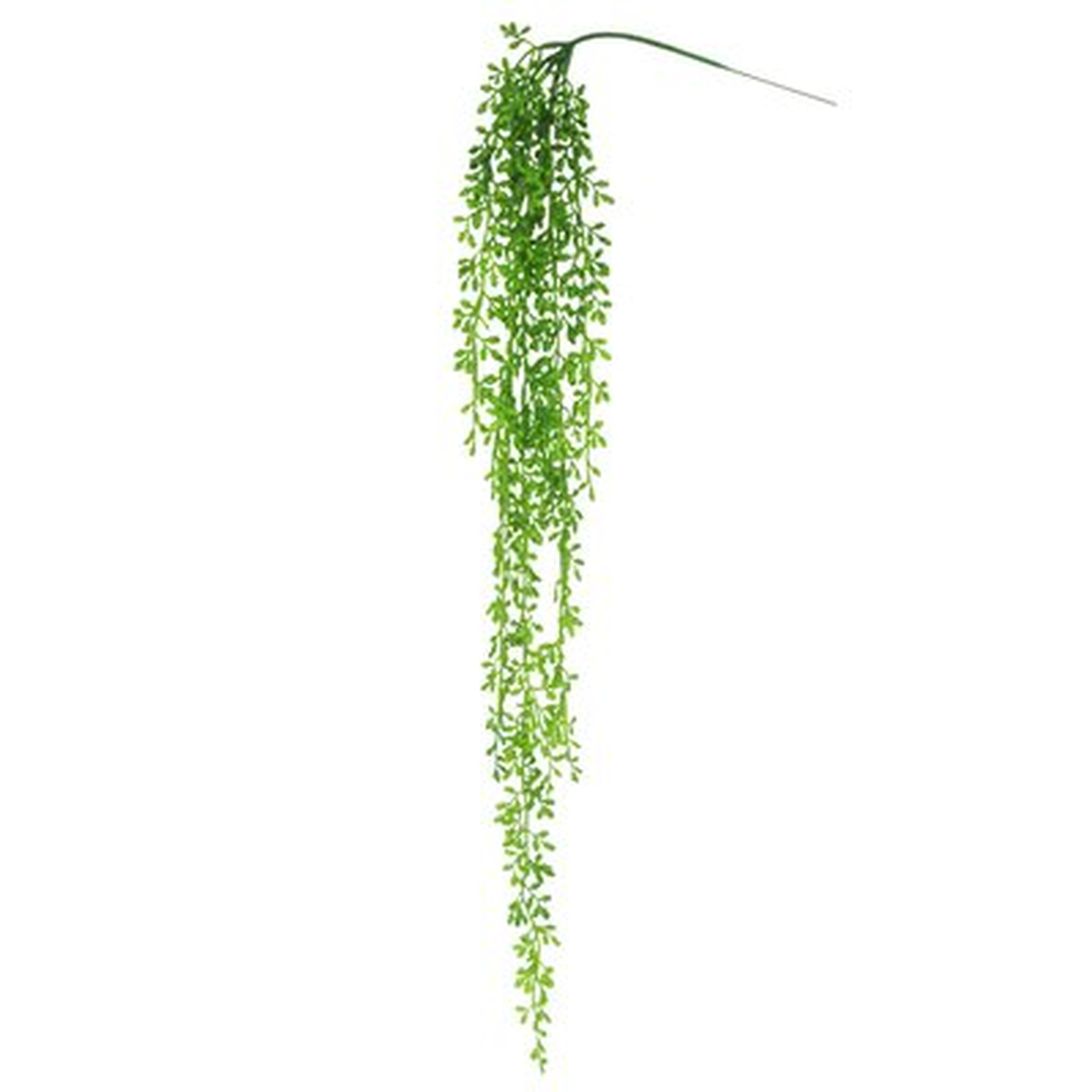 Donkey Tail Berry Succulent Hanging Plant - Wayfair