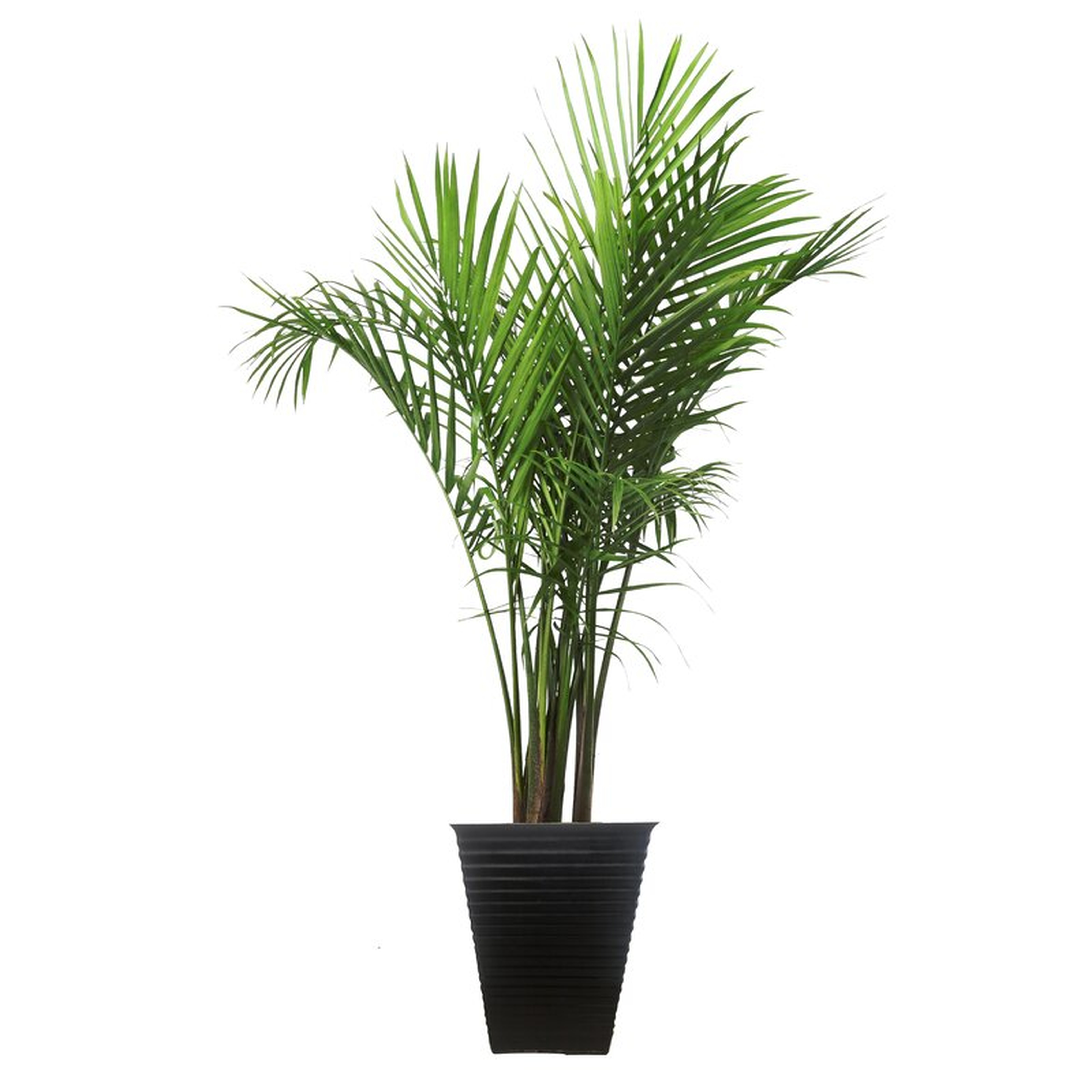 Costa Farms Majesty Palm Tree in Planter - Perigold