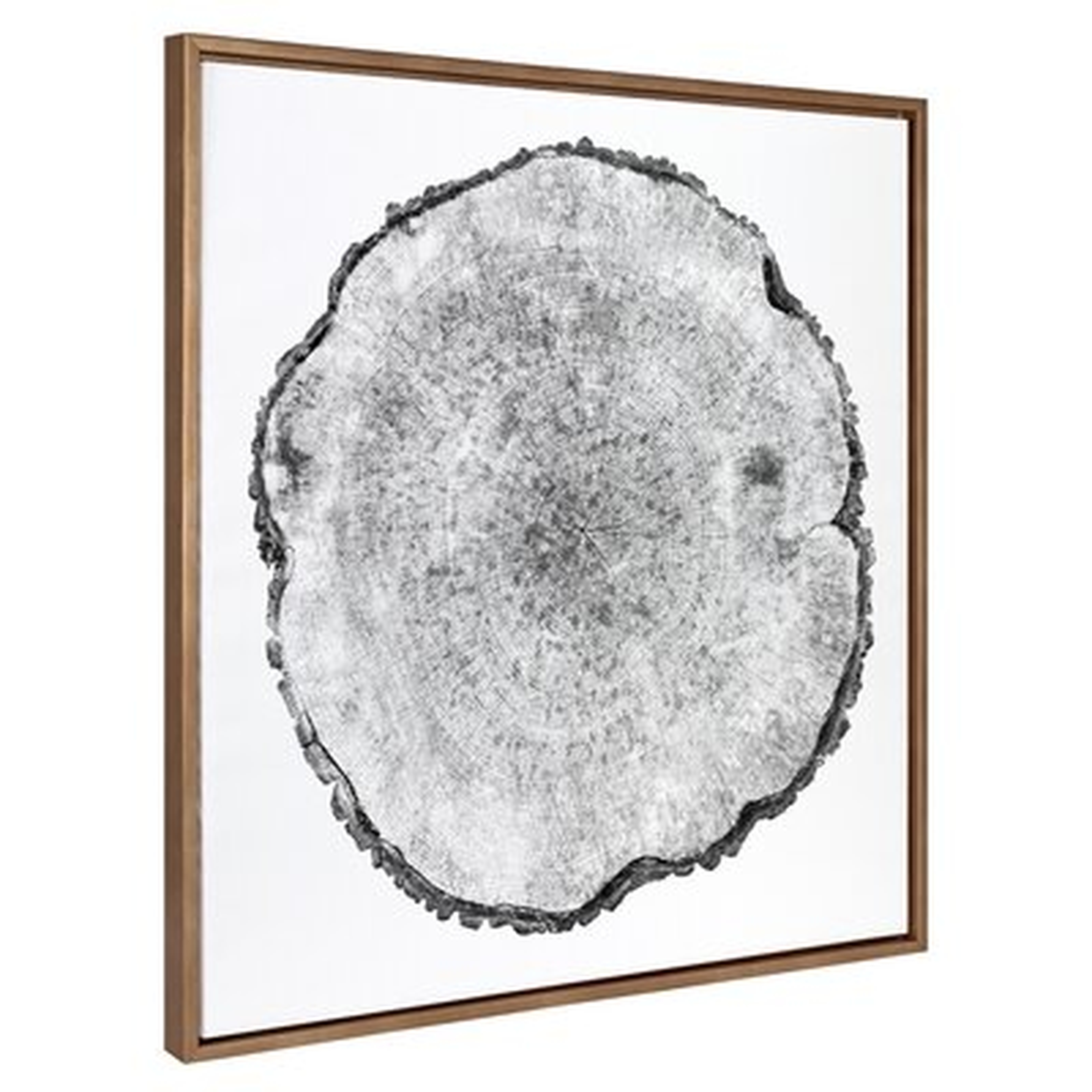 Millwood Pines Sylvie Tree Rings Framed Canvas By Emiko And Mark Franzen Of F2images 30X30 Gold - Wayfair