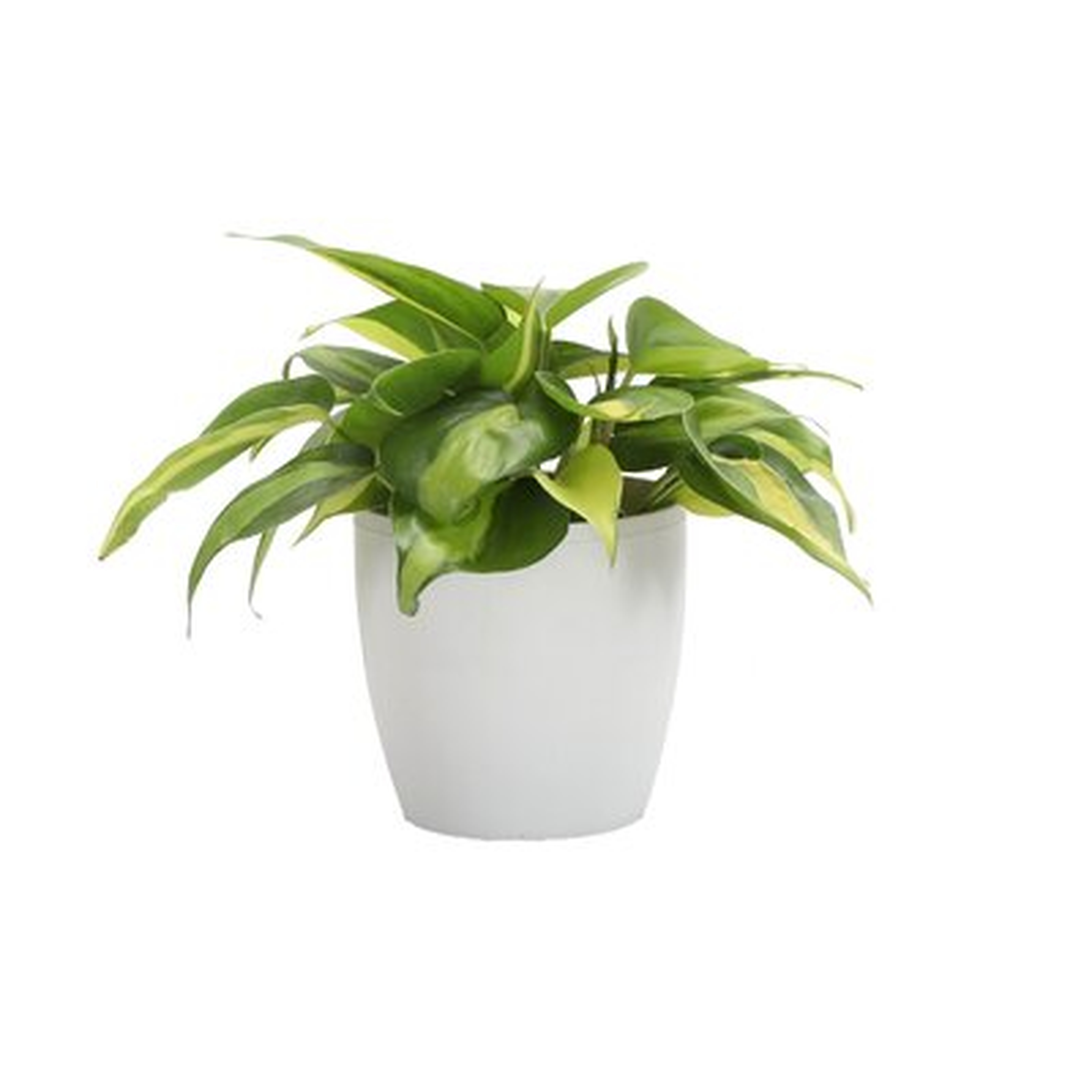 4" Live Philodendron Plant in Pot - Wayfair