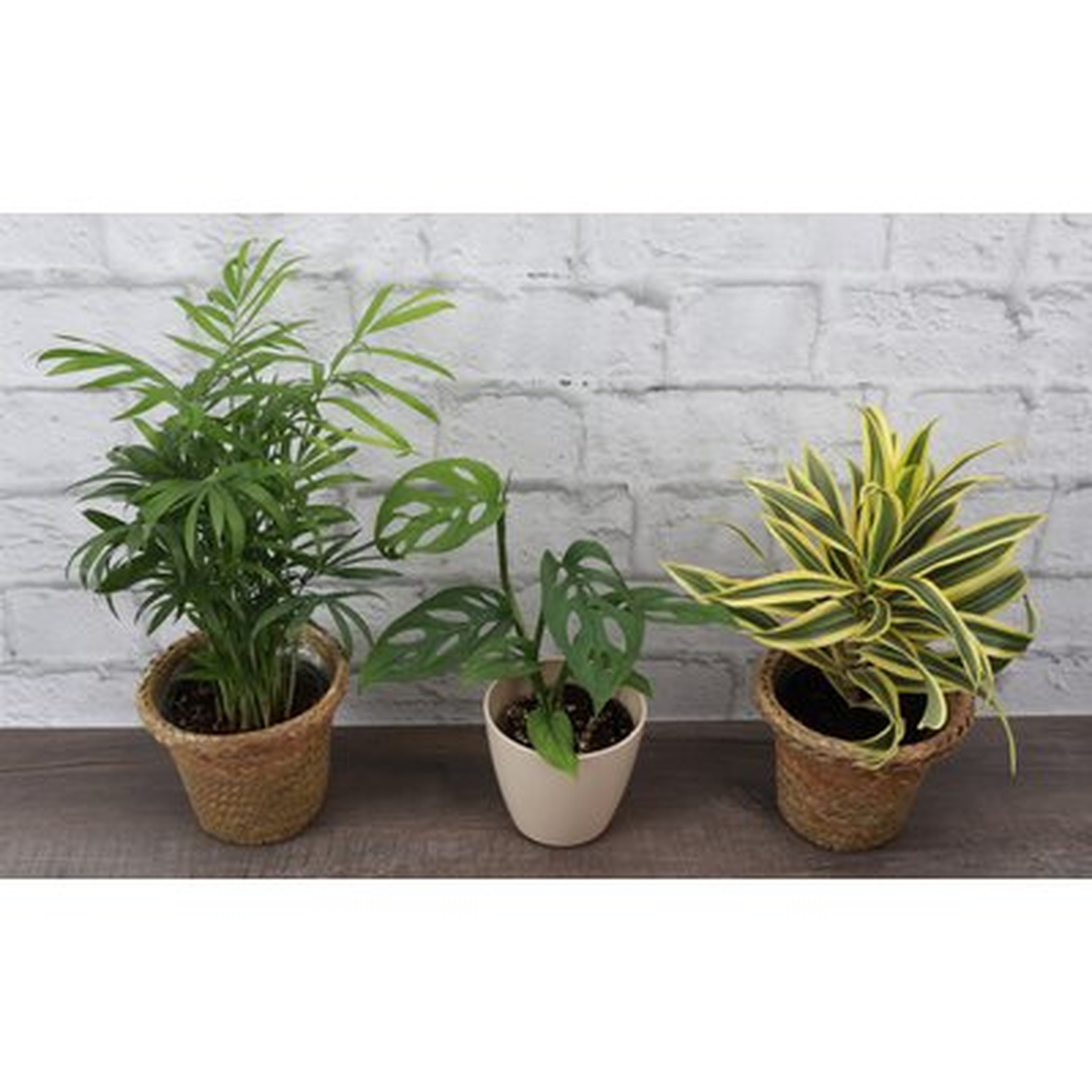 3 - Piece Live Plant in Pot Set - Wayfair