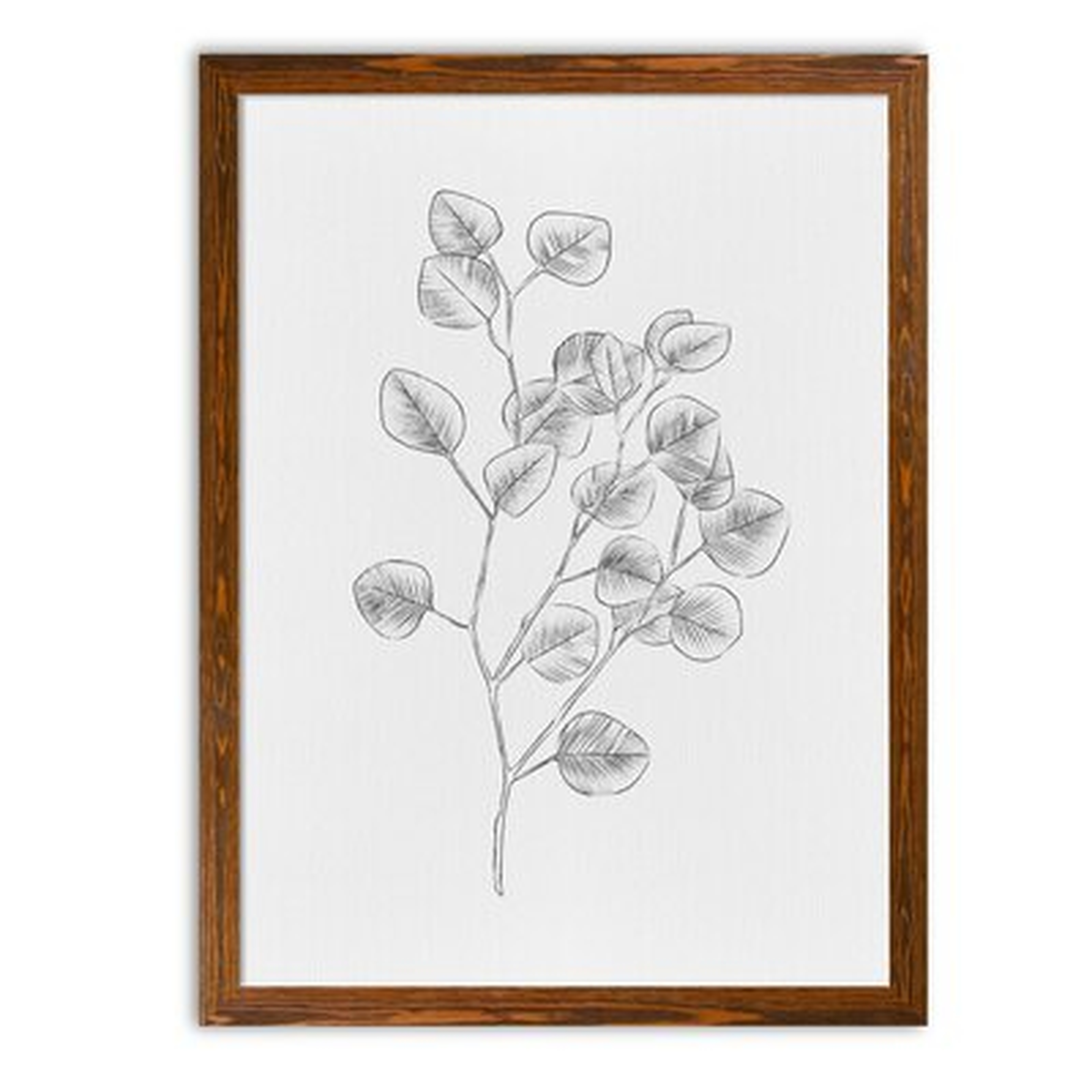 Eucalyptus Sketch III - Picture Frame Painting Print - Wayfair