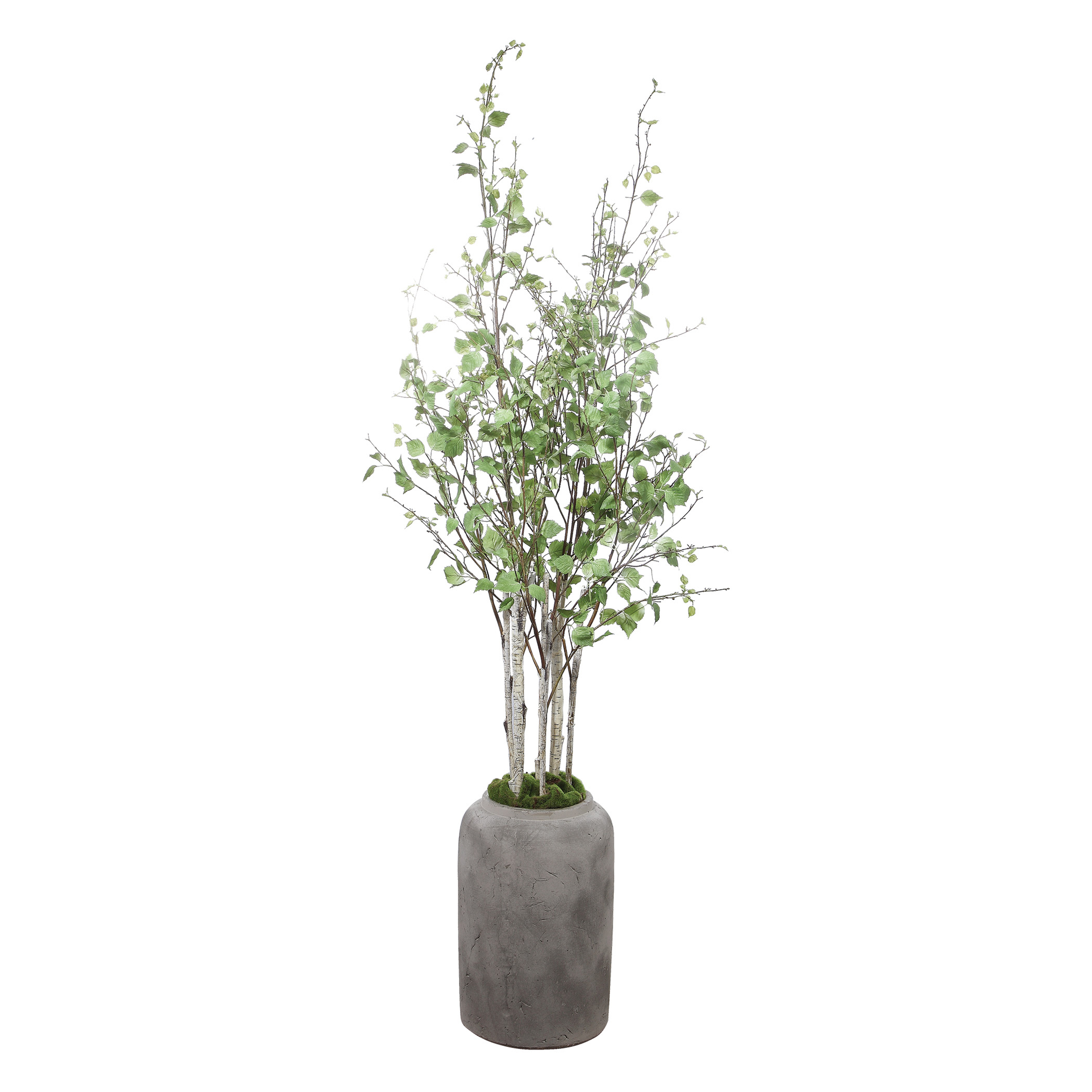 Aldis Potted River Birch - Hudsonhill Foundry