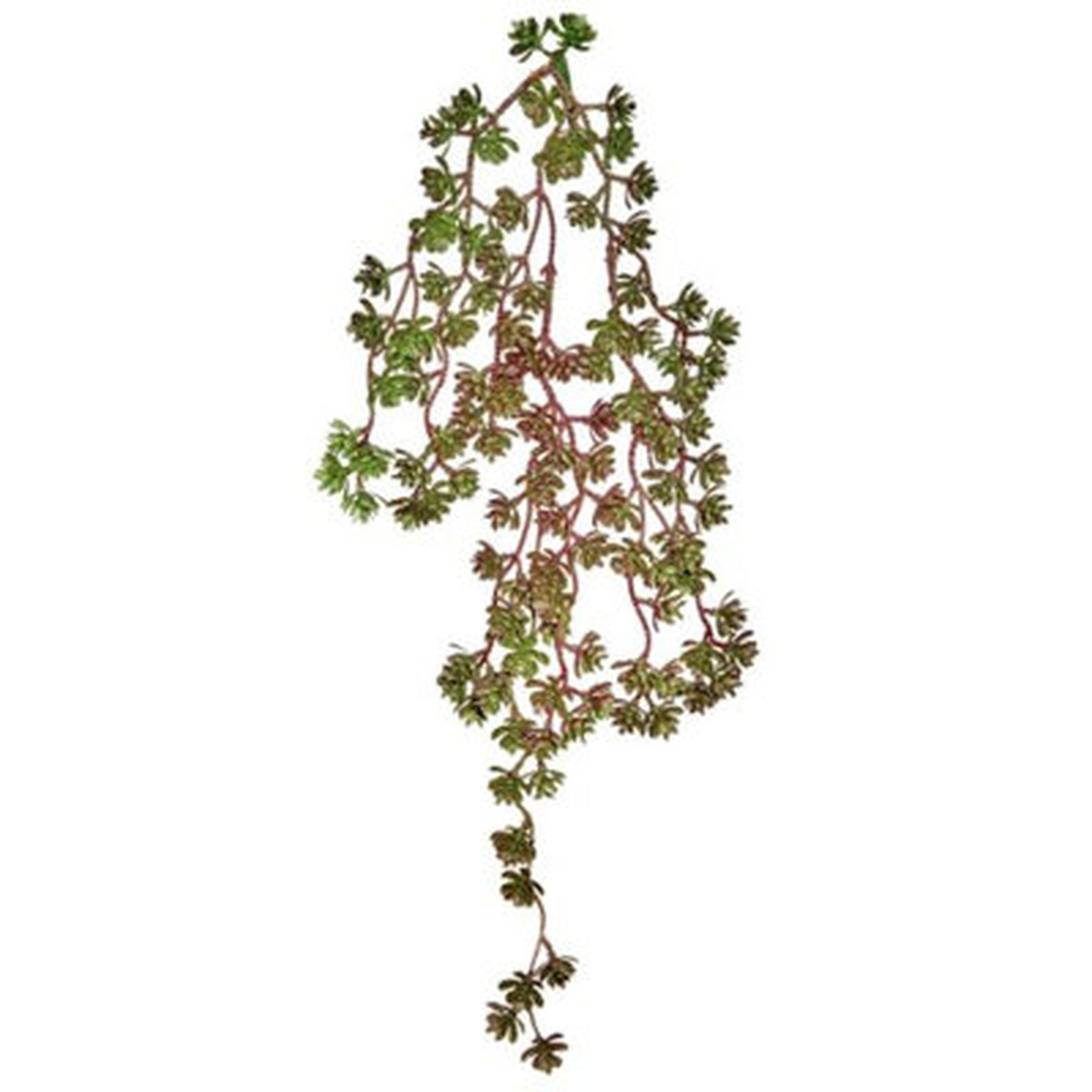 Green And Burgundy Hanging Succulent Vine Faux Plants And Trees - Wayfair