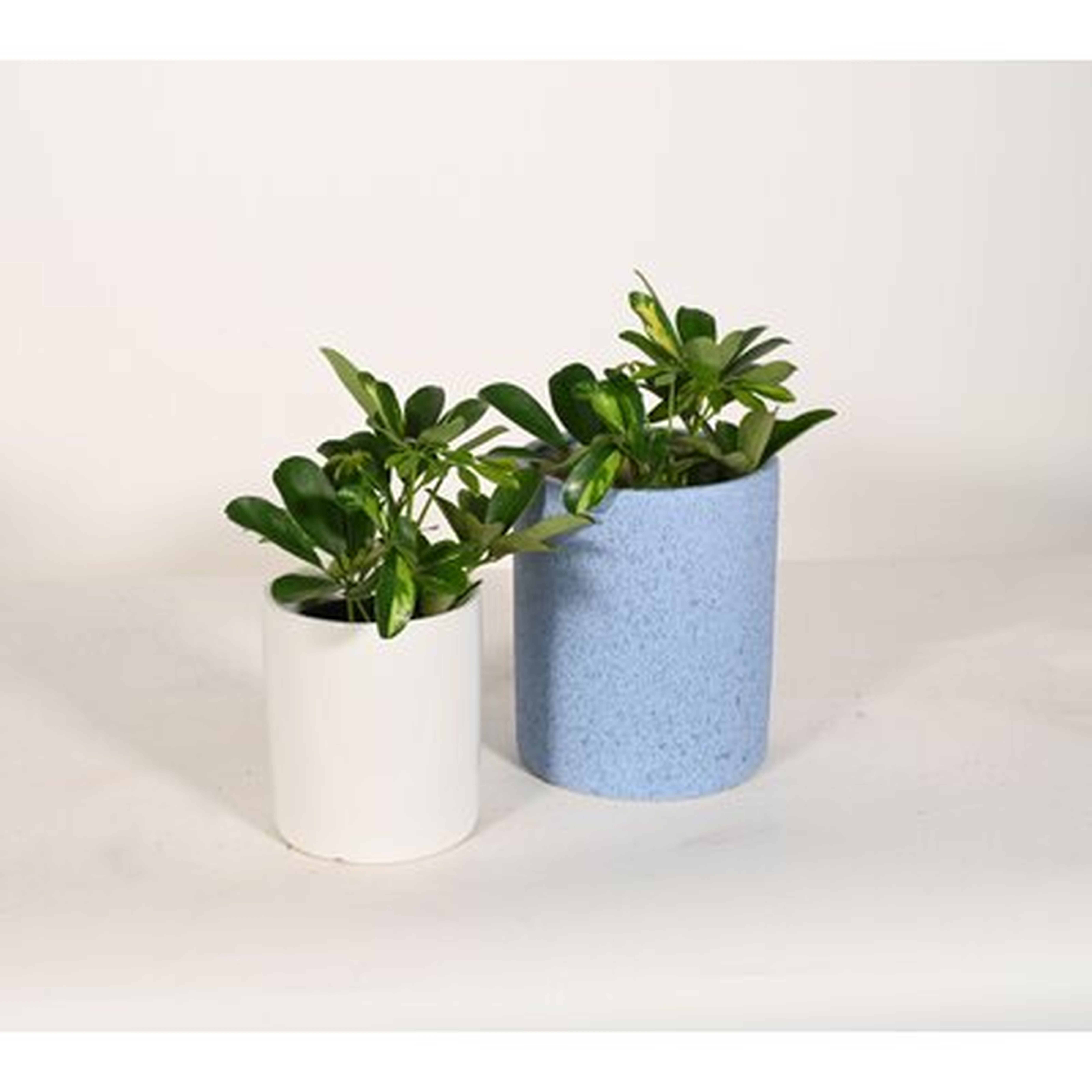 Live Plant Umbrella Plant With Ceramic Planter Pots 5'' Sky Blue/6'' White - Wayfair