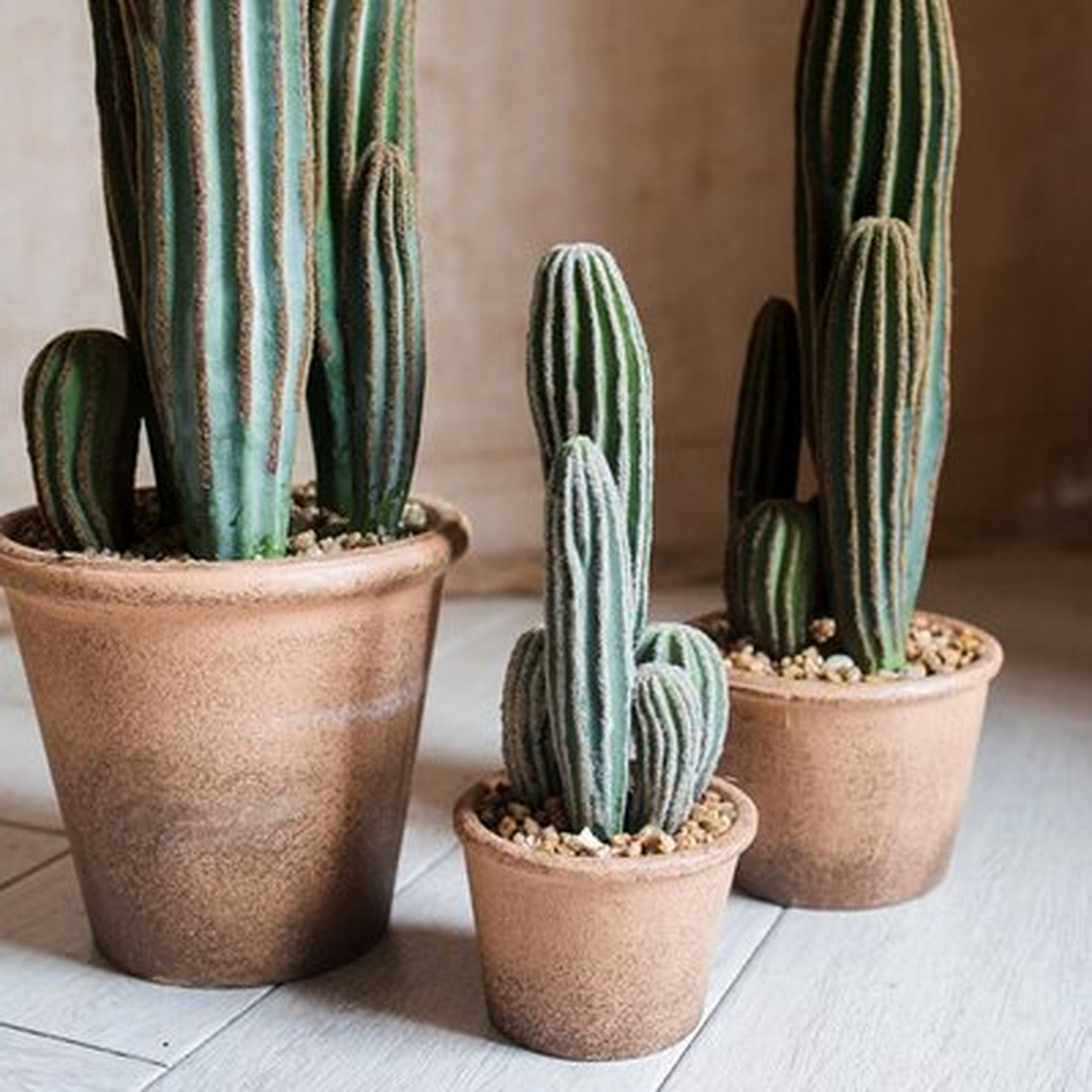 Cactus Plant in Pot - Wayfair