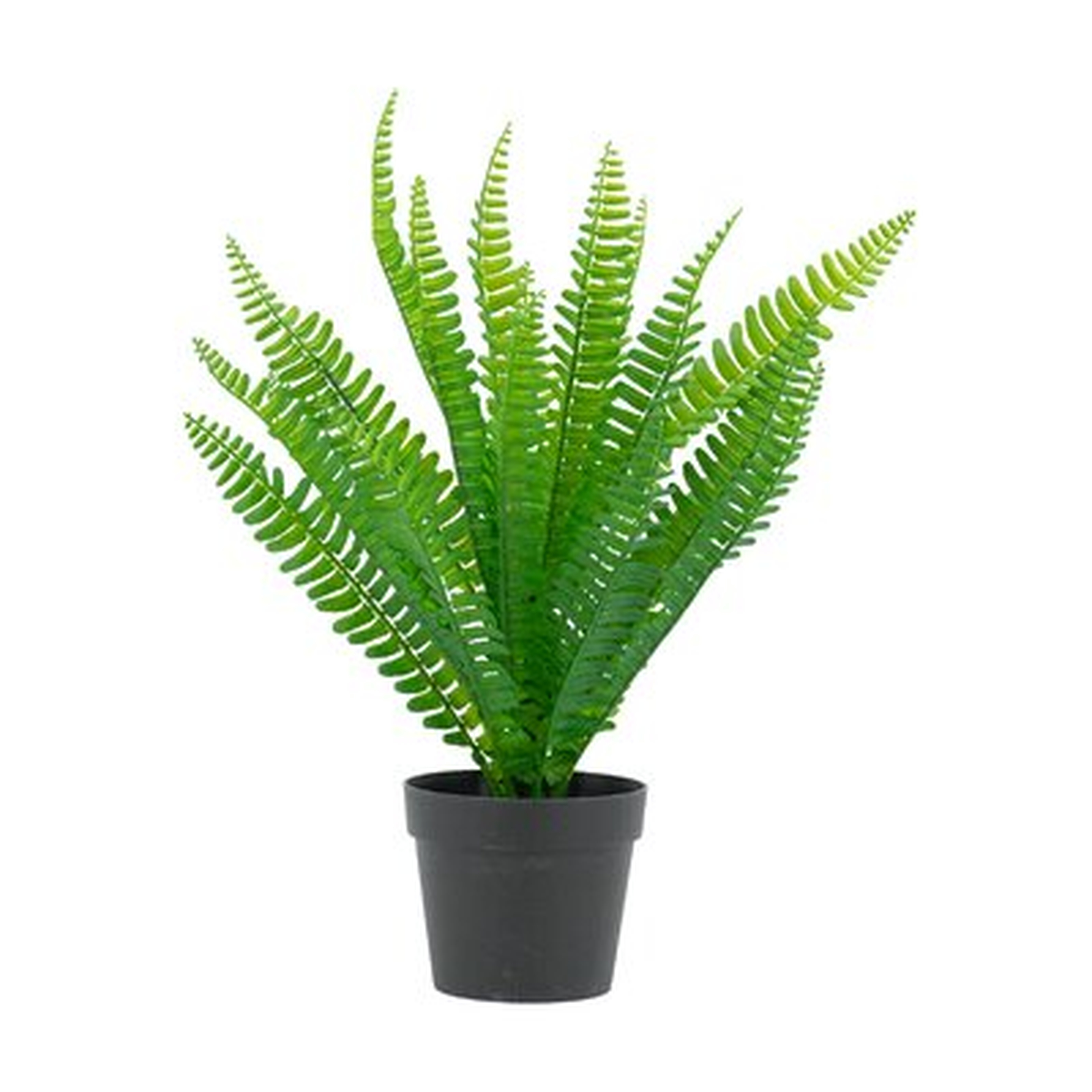 Faux Fern With Pot - Green - Black Pot - Wayfair