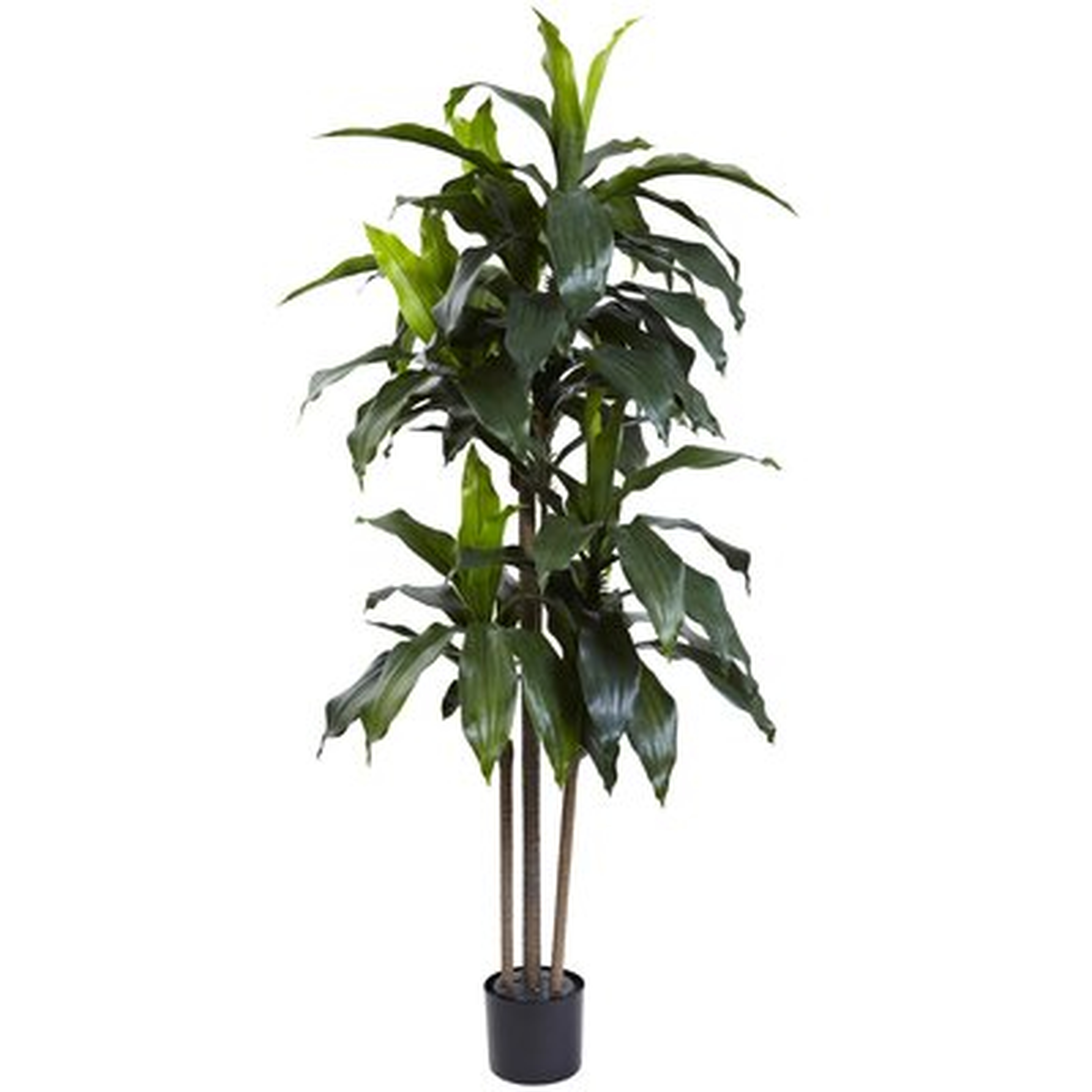 5’ Dracaena Plant UV Resistant (Indoor/Outdoor) - Wayfair