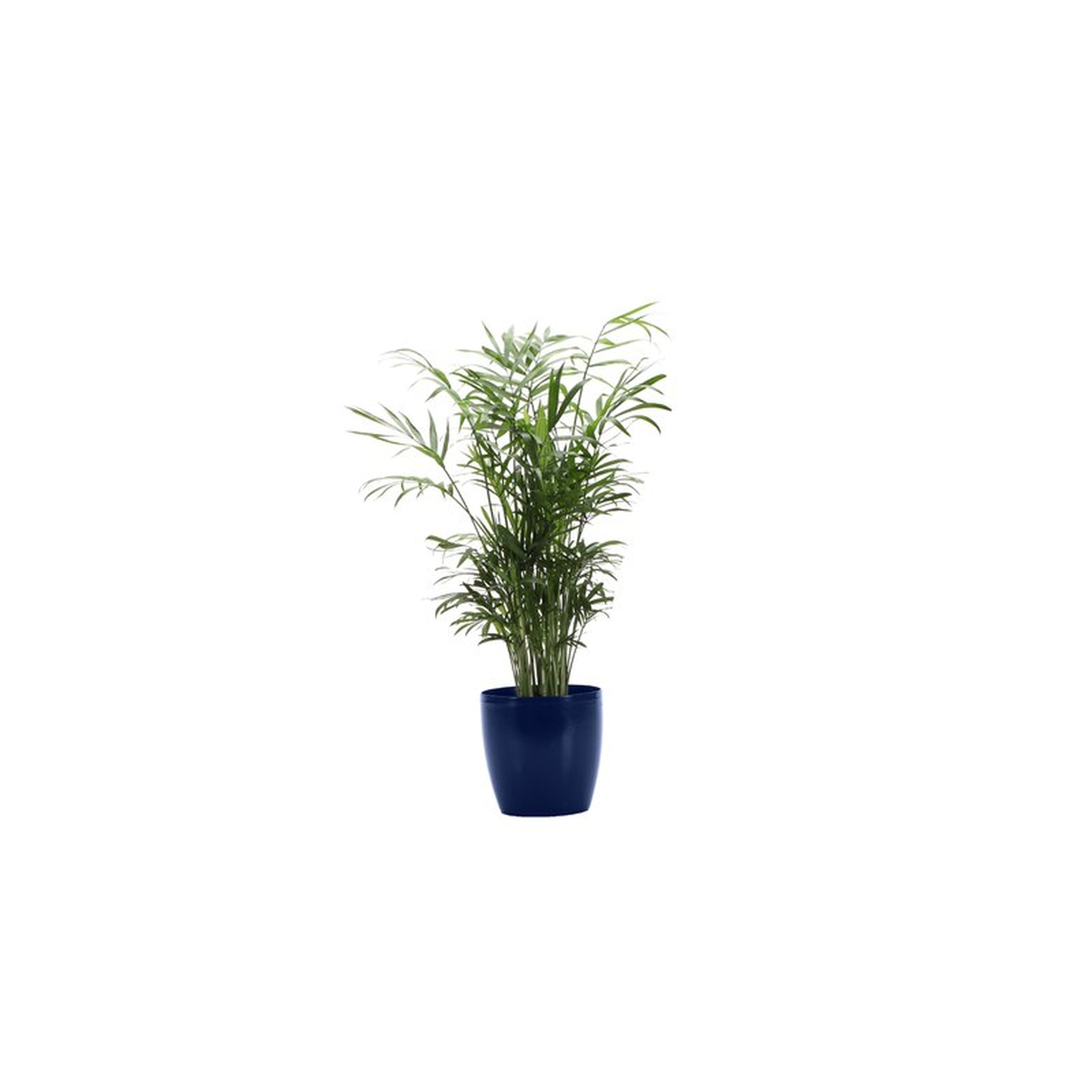 16" Thorsen's Greenhouse Live Neantha Bella Palm Plant in Pot Base Color: Iris - Perigold