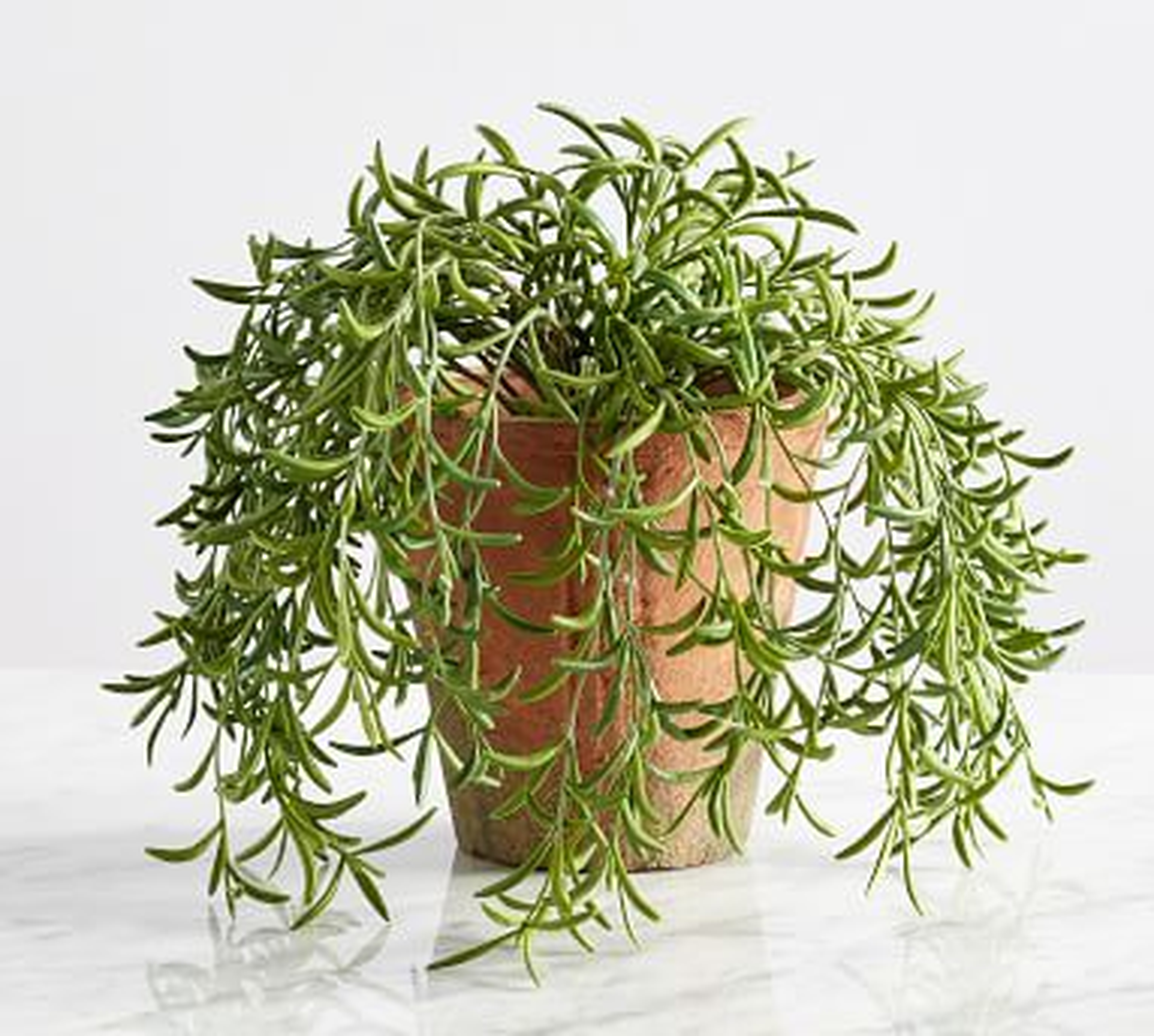 Faux Potted String of Fishhooks Plant, Medium - Pottery Barn