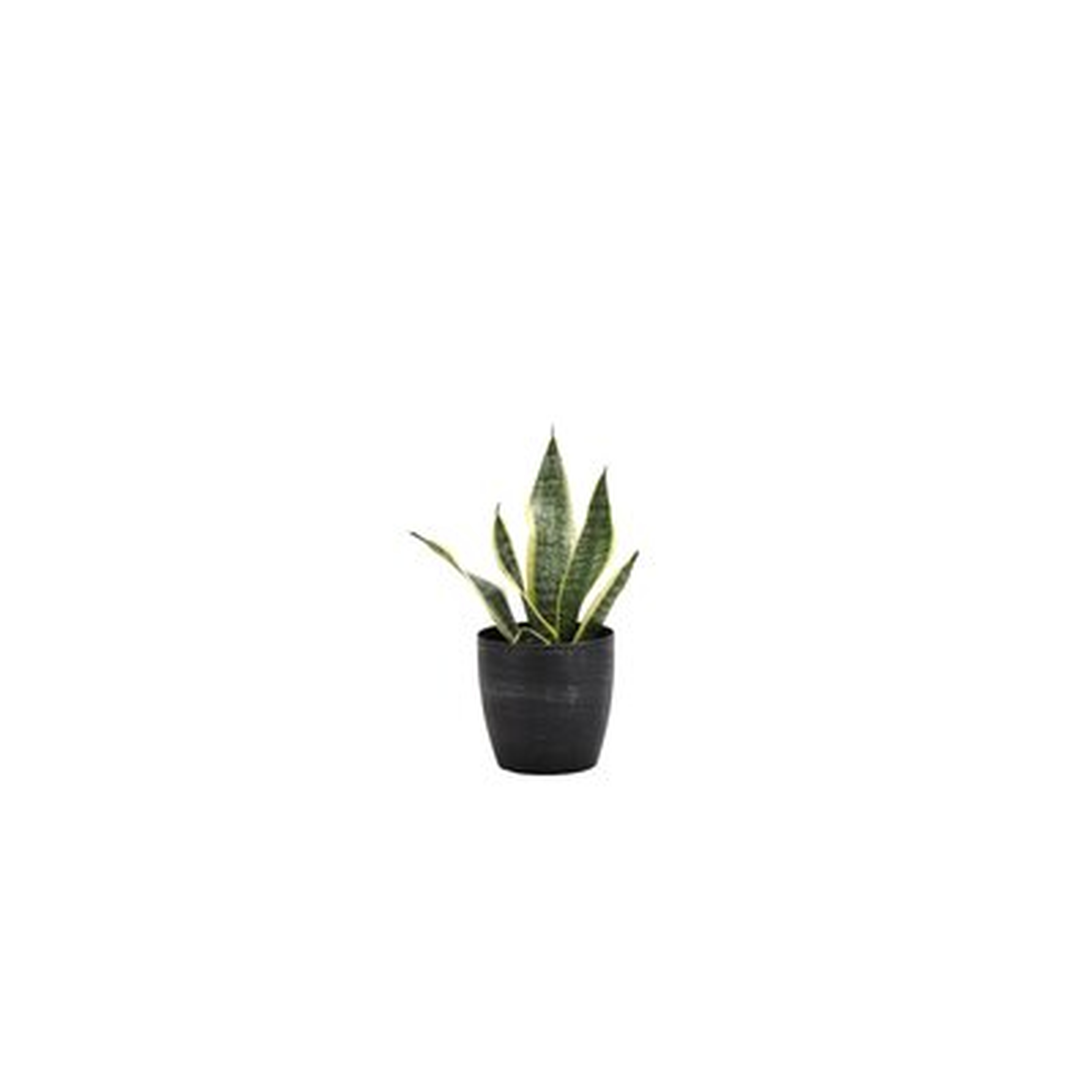 12" Live Snake Plant in Pot - Wayfair
