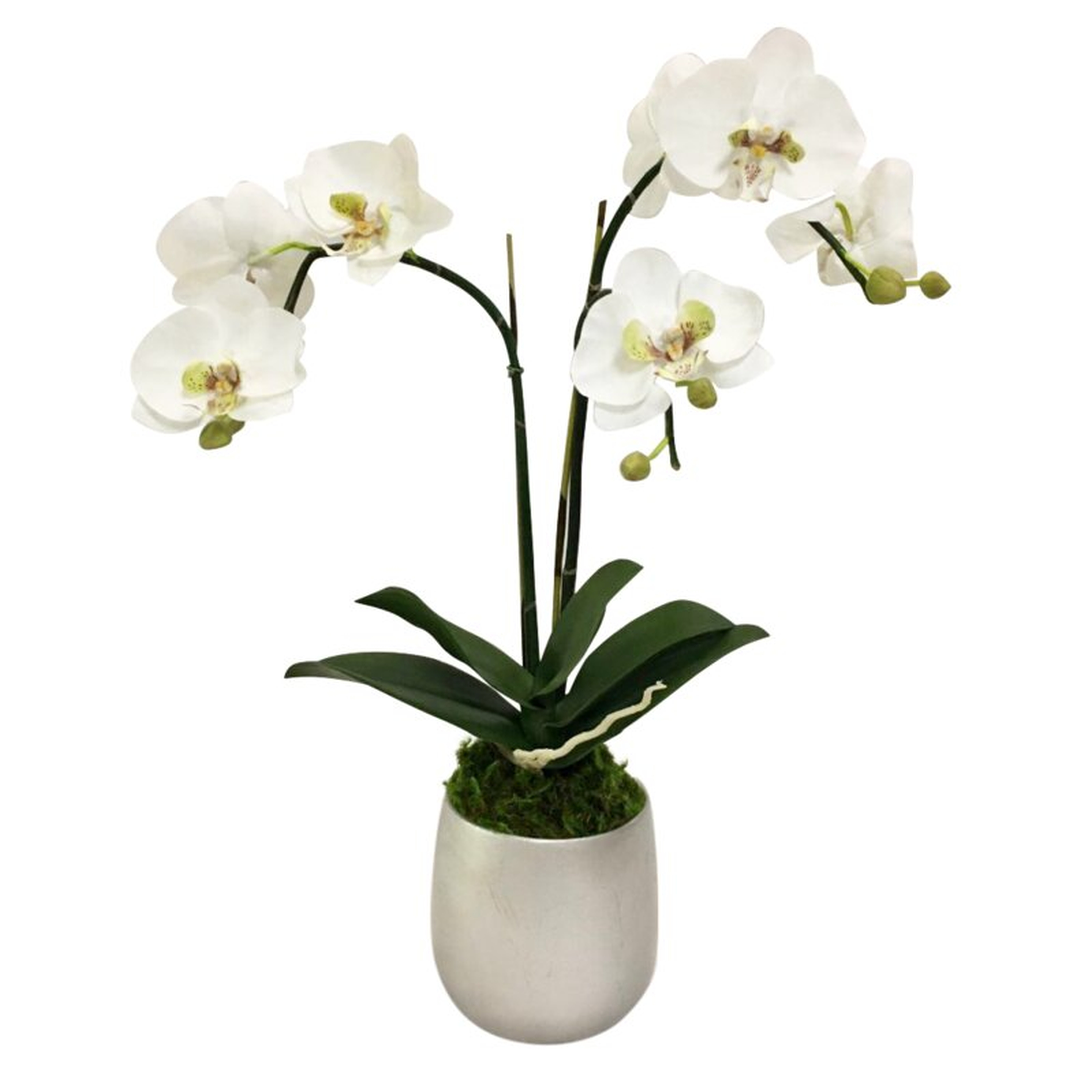 Orchids Centerpiece in Planter Base Color: Silver, Flowers/Leaves Color: Purple - Perigold