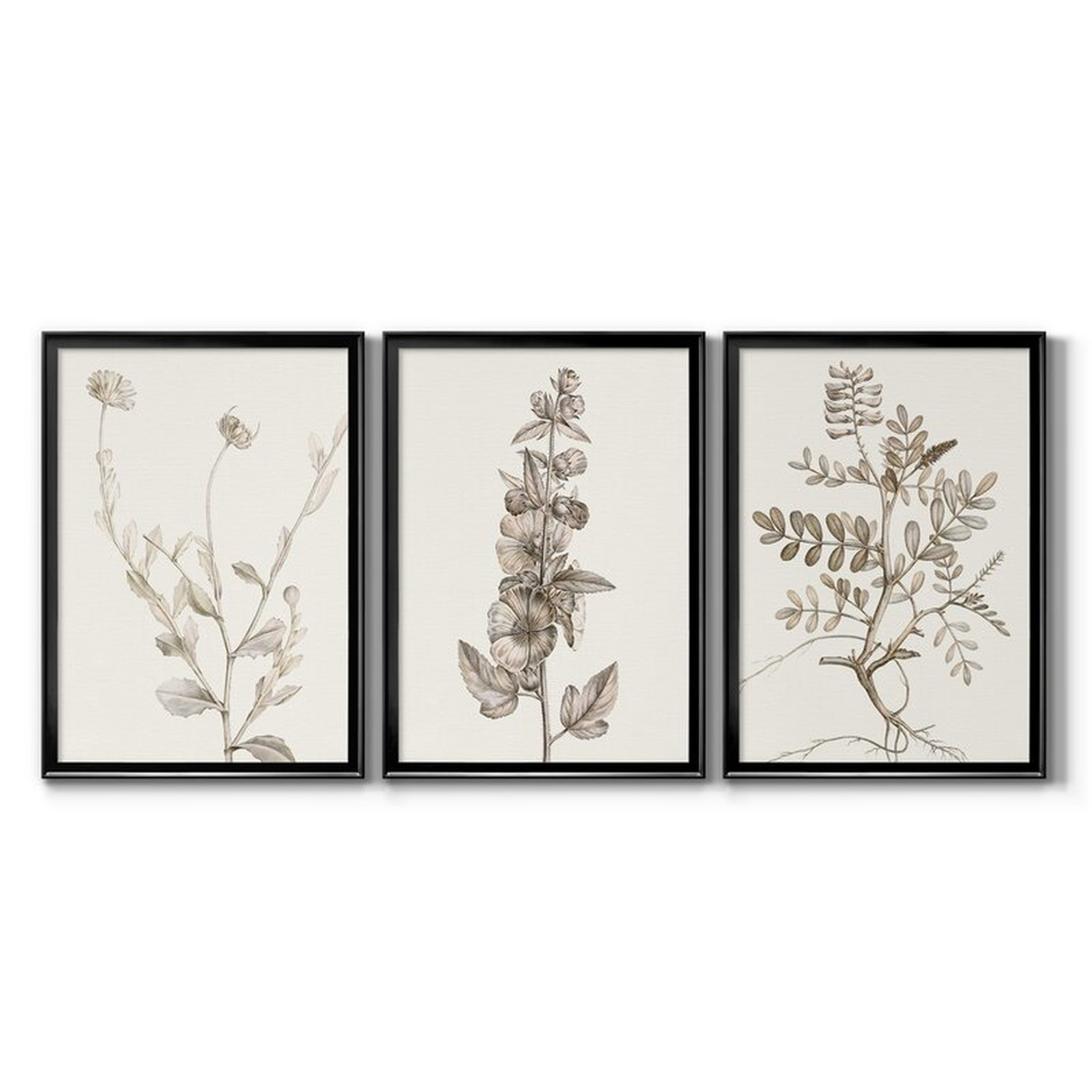 Neutral Botanical Study IV - 3 Piece Print, Black - Wayfair
