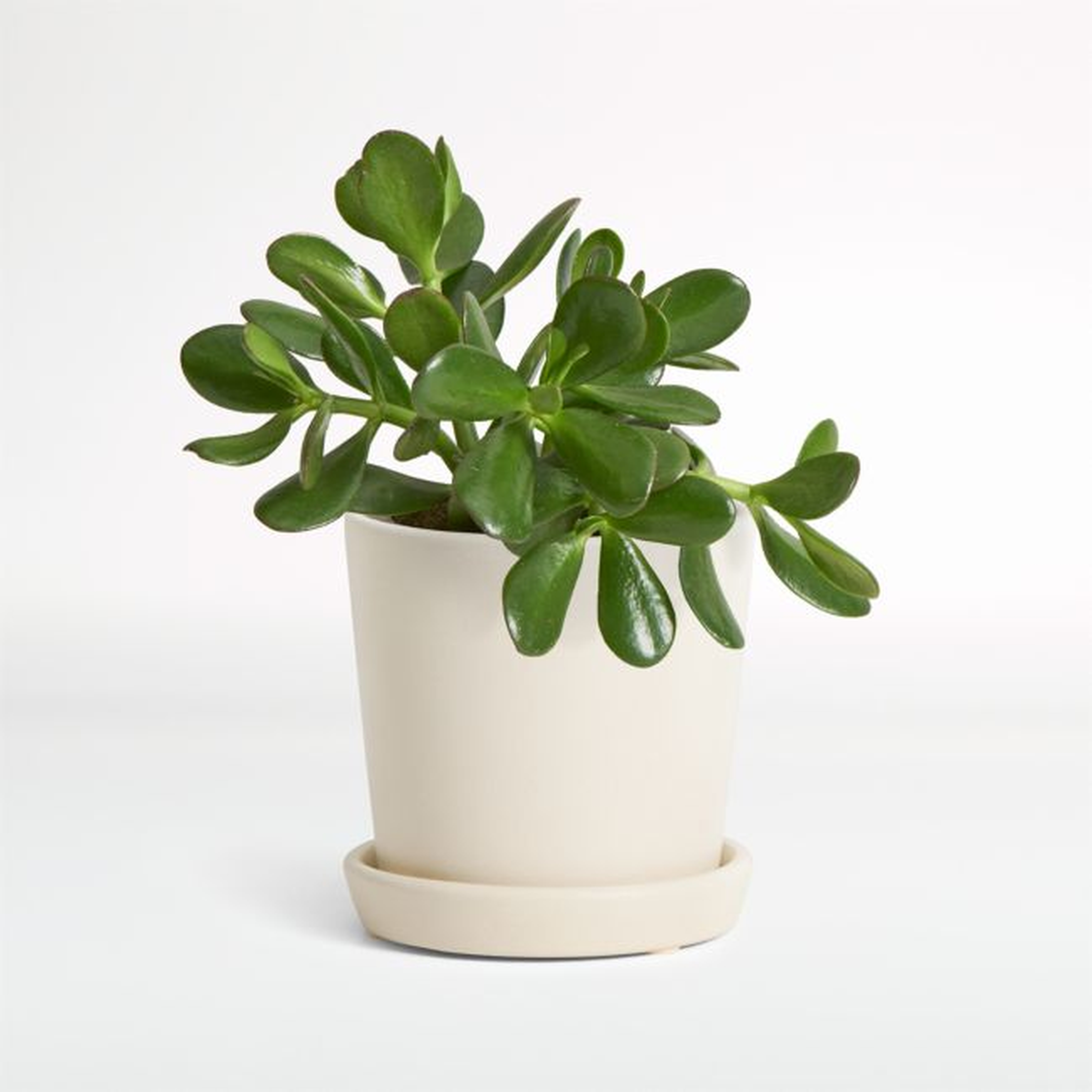 Live Jade Plant In Bryant Planter - Crate and Barrel