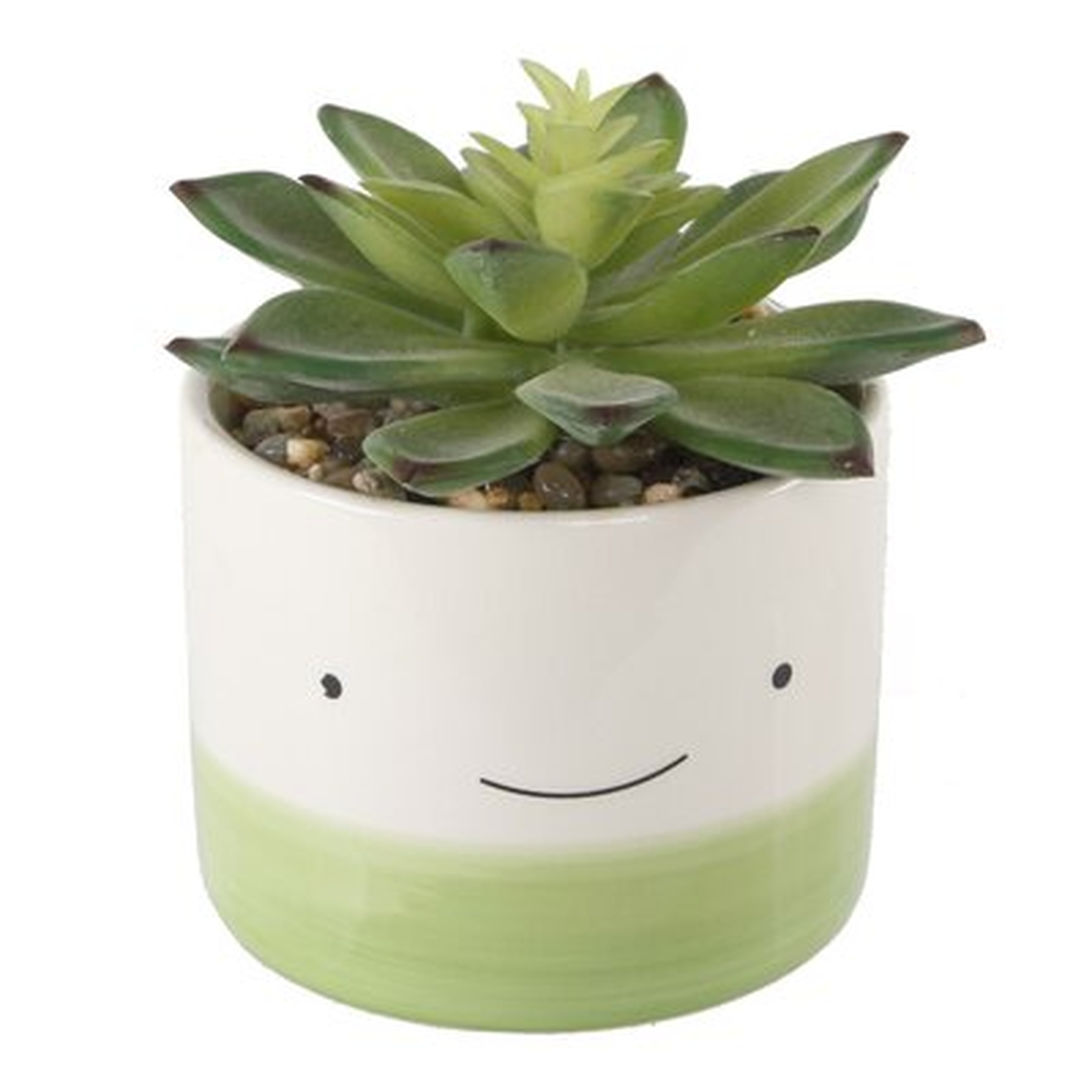 Desktop Succulent Plant in Pot - AllModern