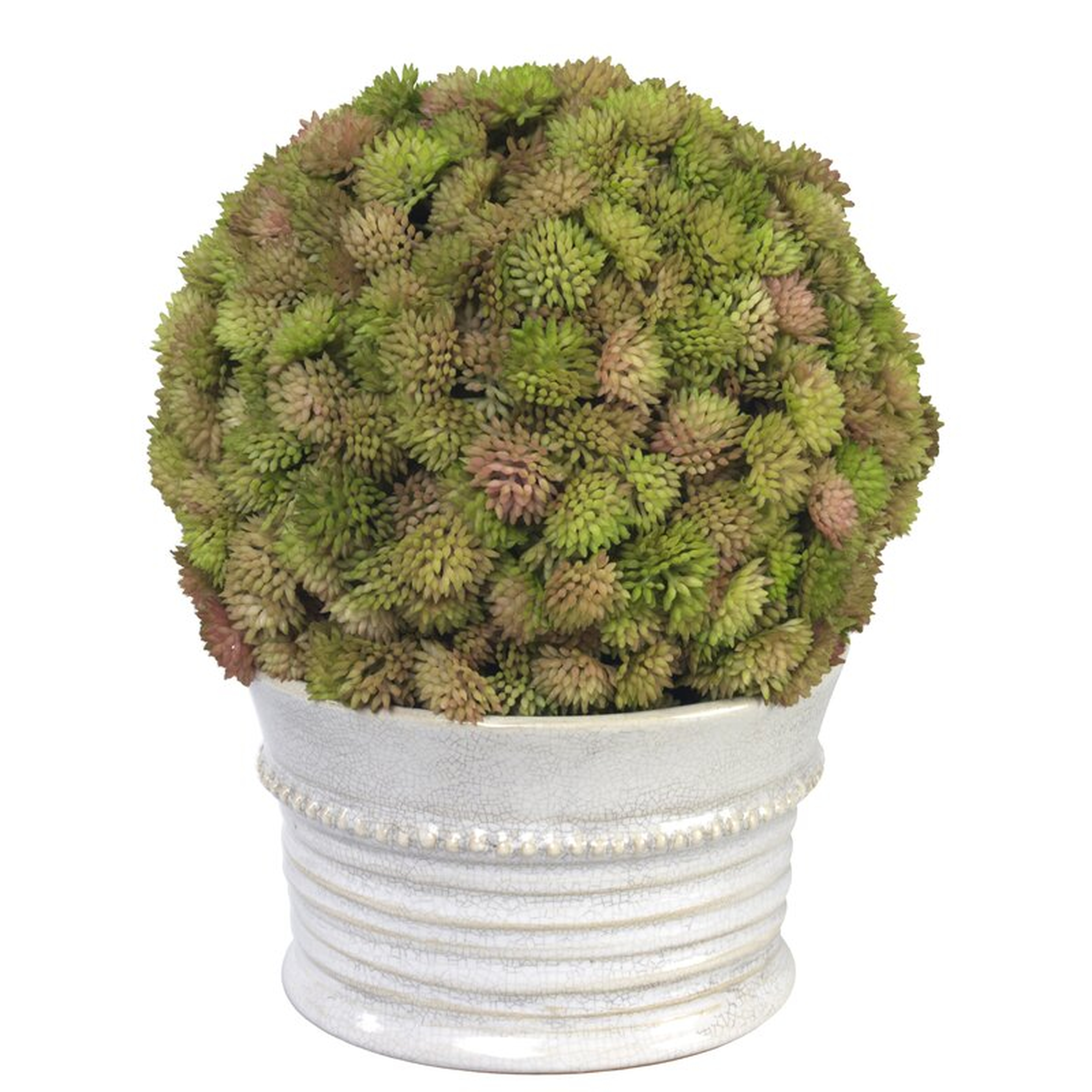 Diane James Home Sedum Ball Flowering Plant in Pot - Perigold