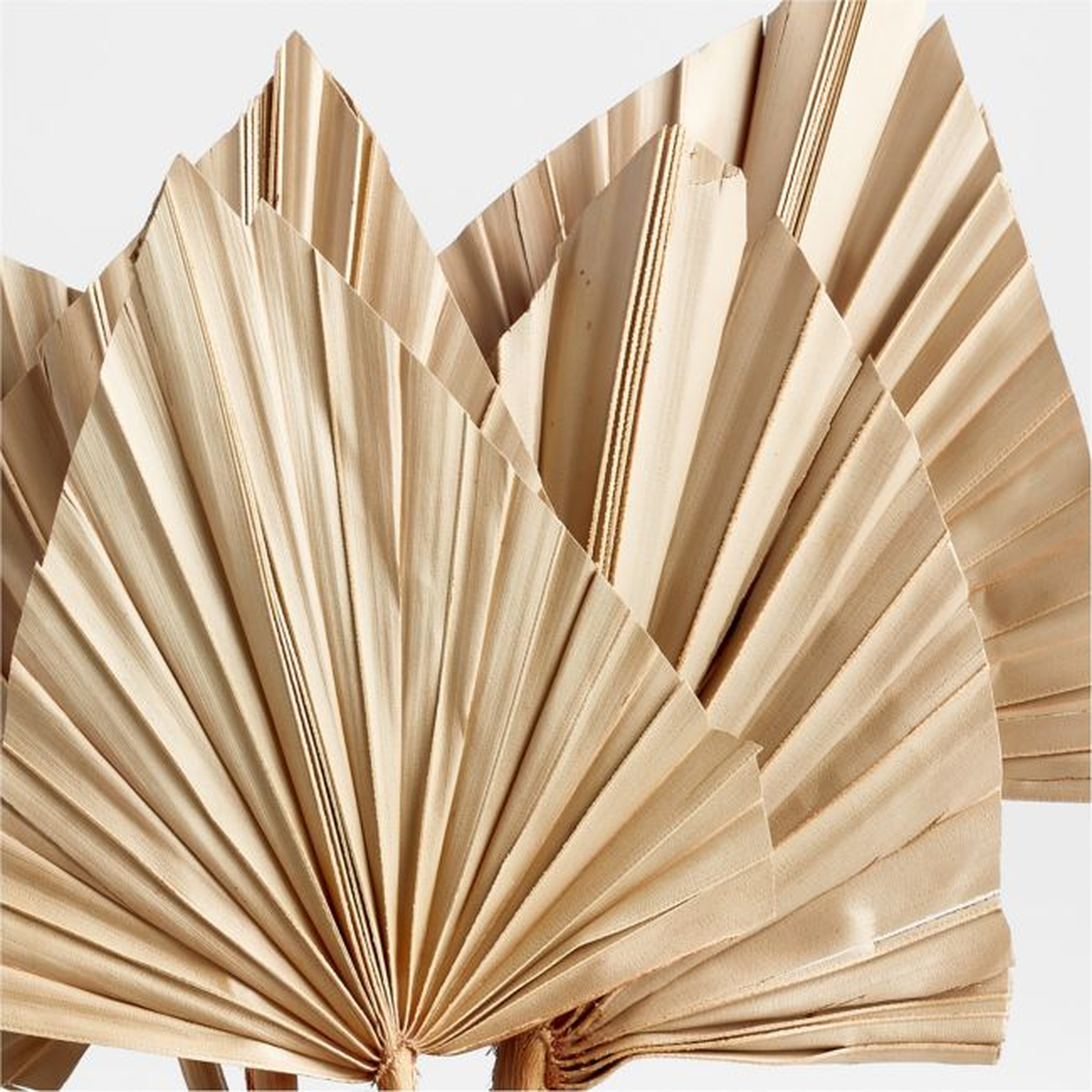 Dried Palm Leaves, Set of 5 - Crate and Barrel