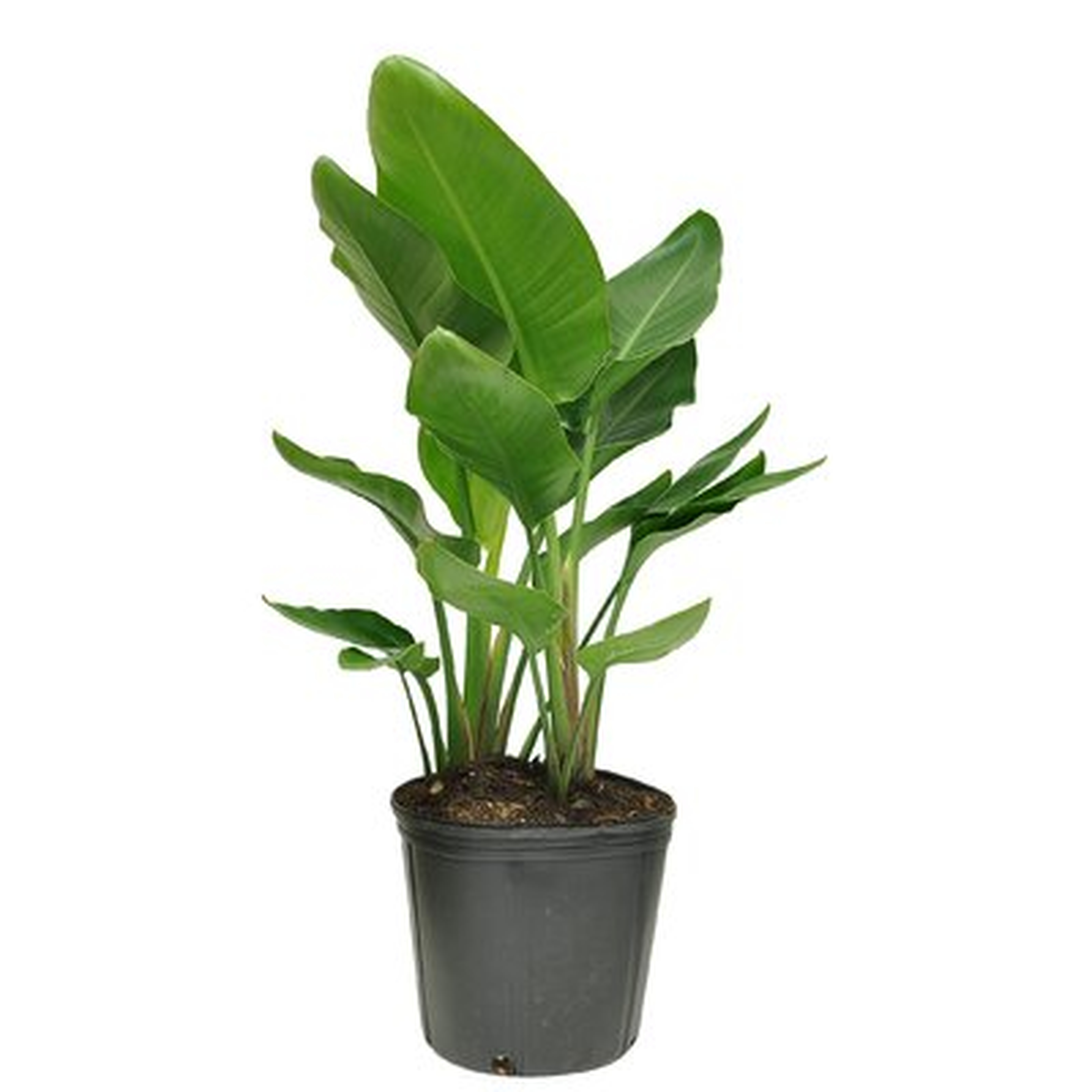White Bird Of Paradise In Grower Pot - Wayfair