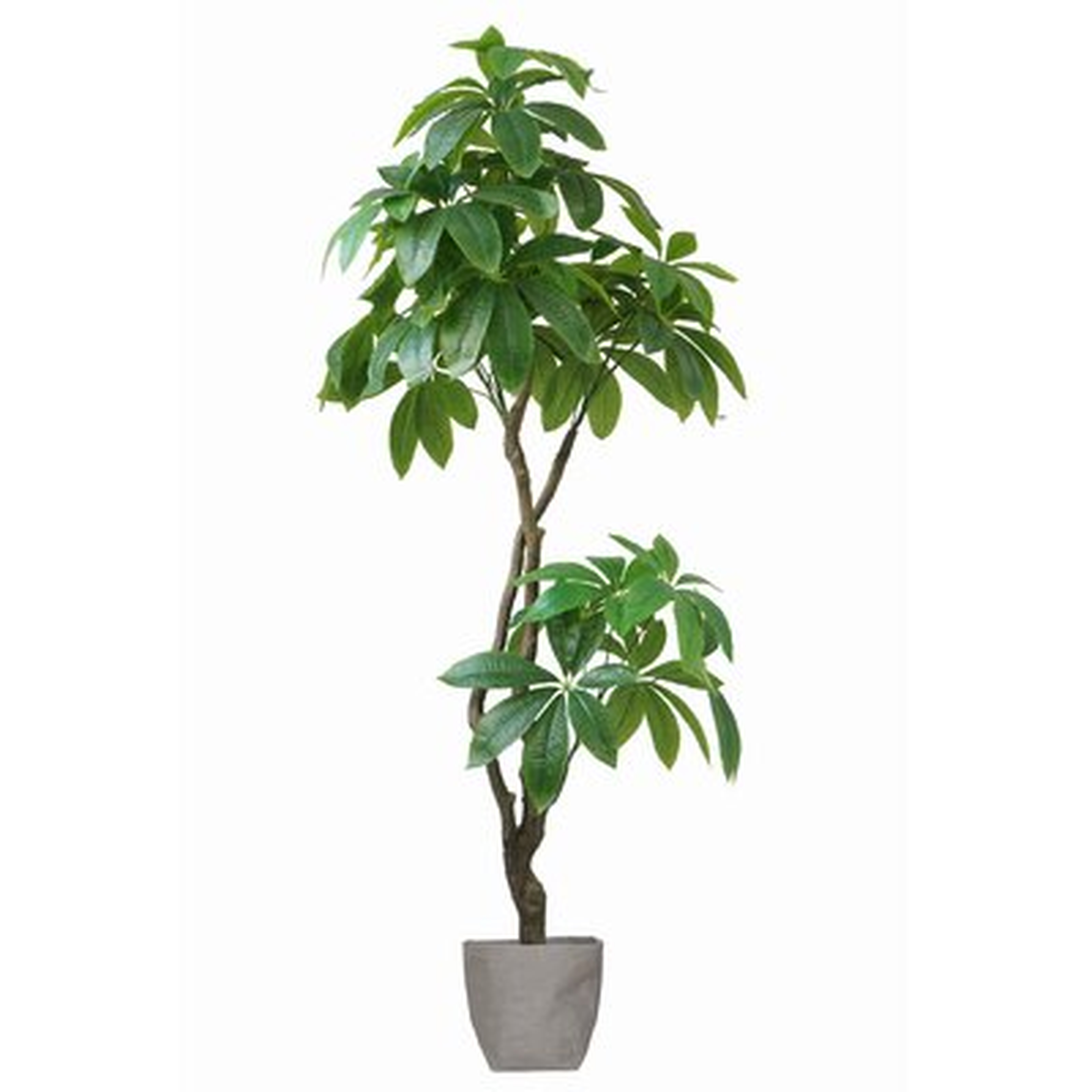 72" Artificial Pachira Aquat Tree in Planter - Wayfair