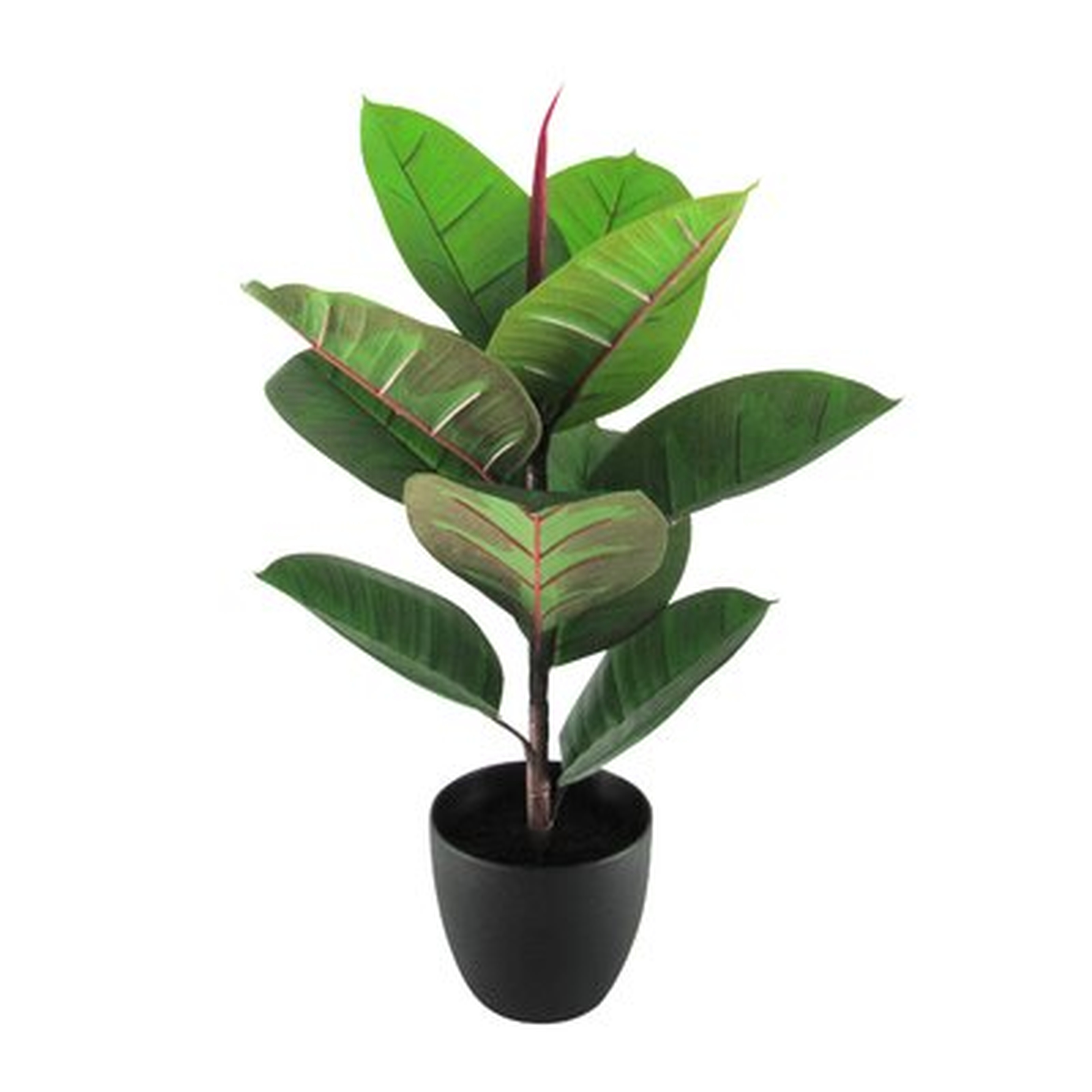 2Ft Real Touch Rubber Plant Fig Leaf Tree In Pot - Wayfair