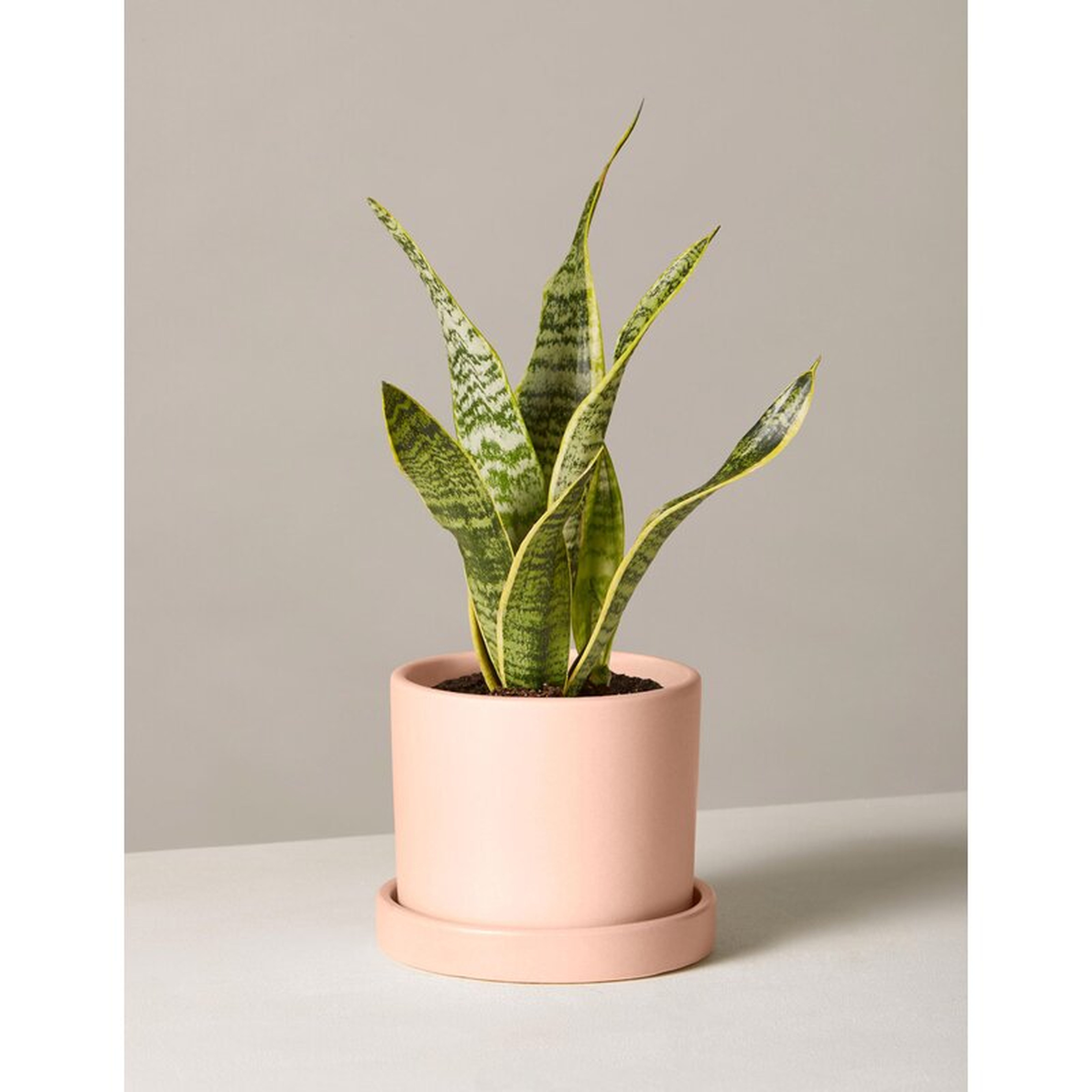 The Sill Live Snake Plant in Pot Size: 22" H x 5" W x 5" D, Base Color: Blush - Perigold