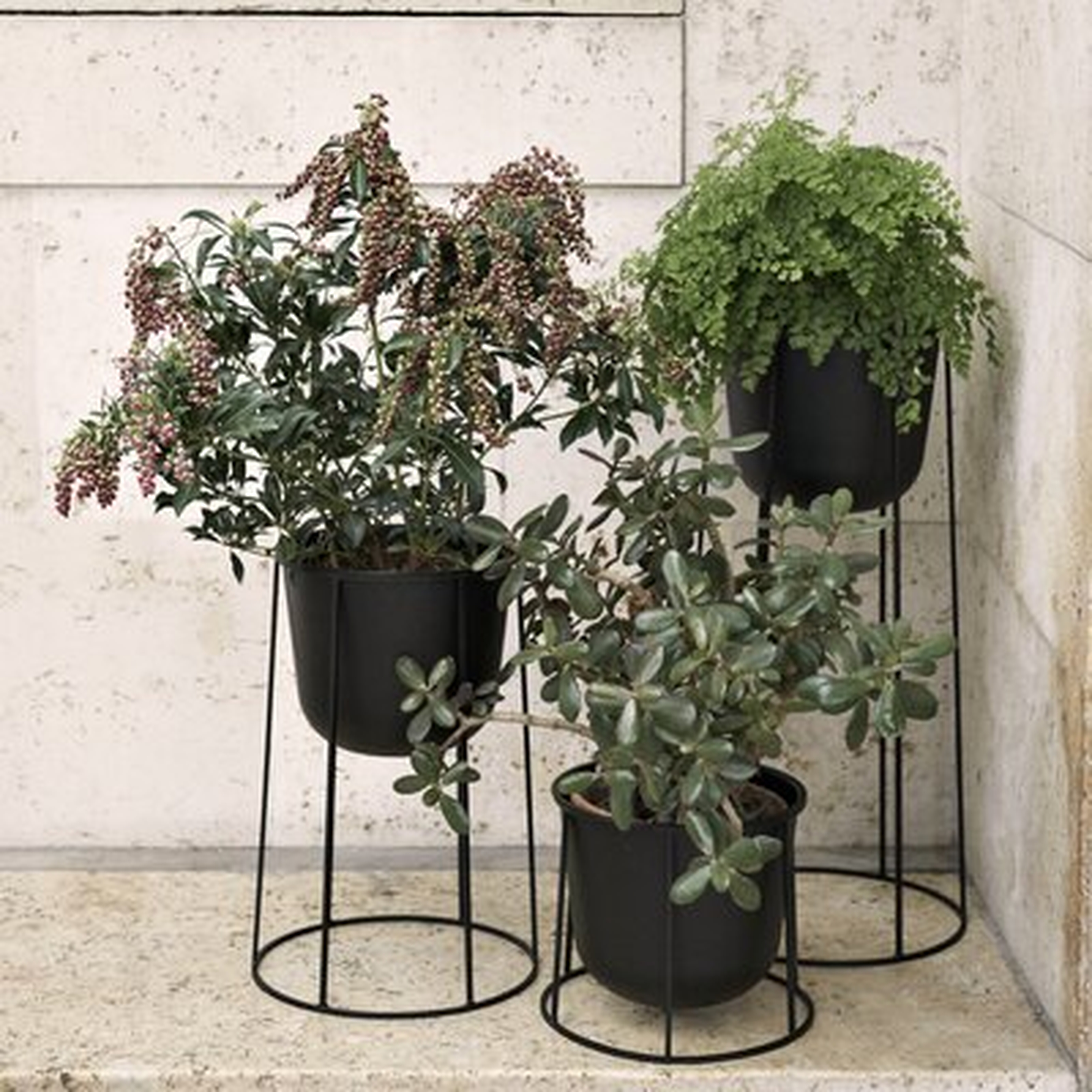 Pedestal Plant Stand - AllModern