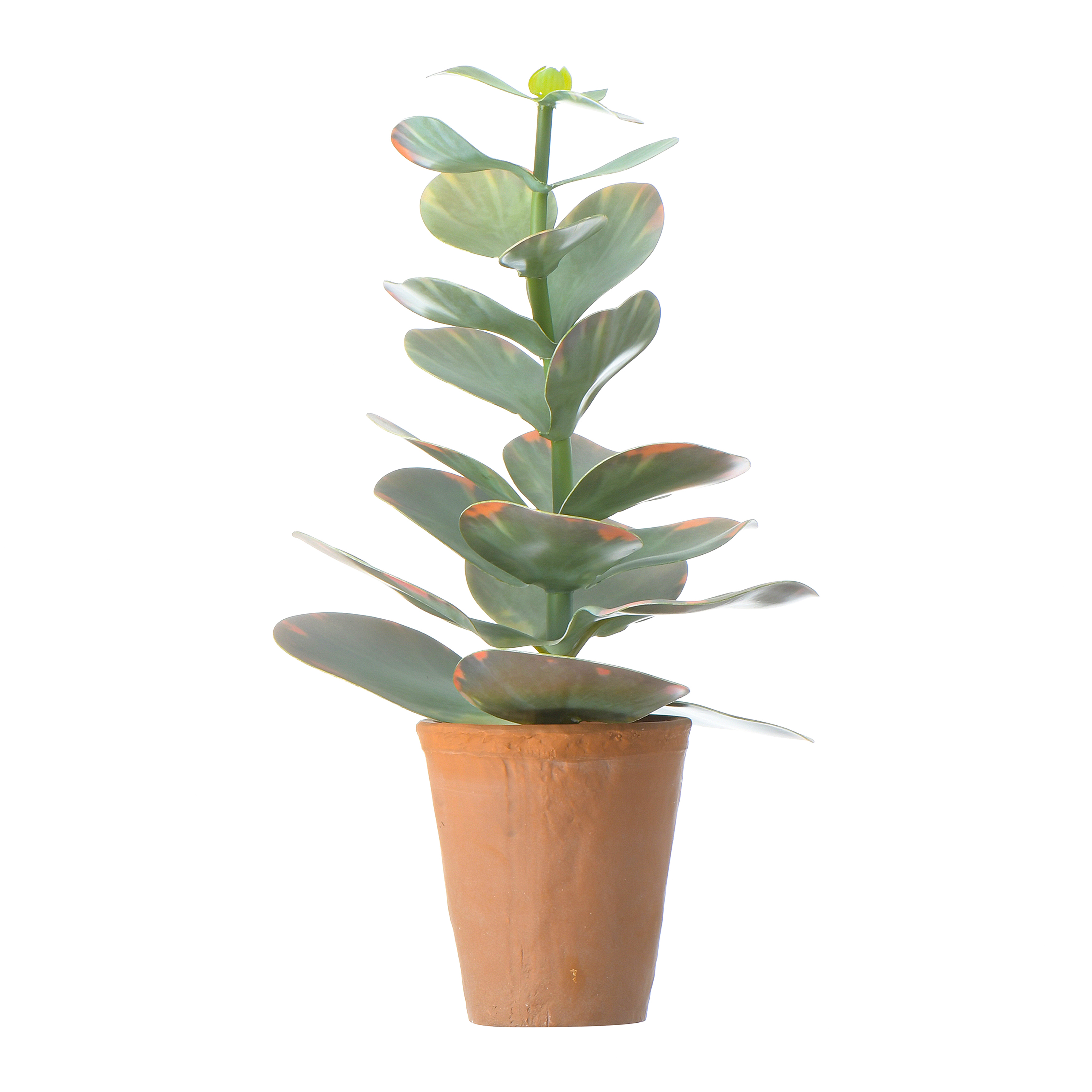 Faux Succulent in Terracotta Colored Pot - Creative Co-Op