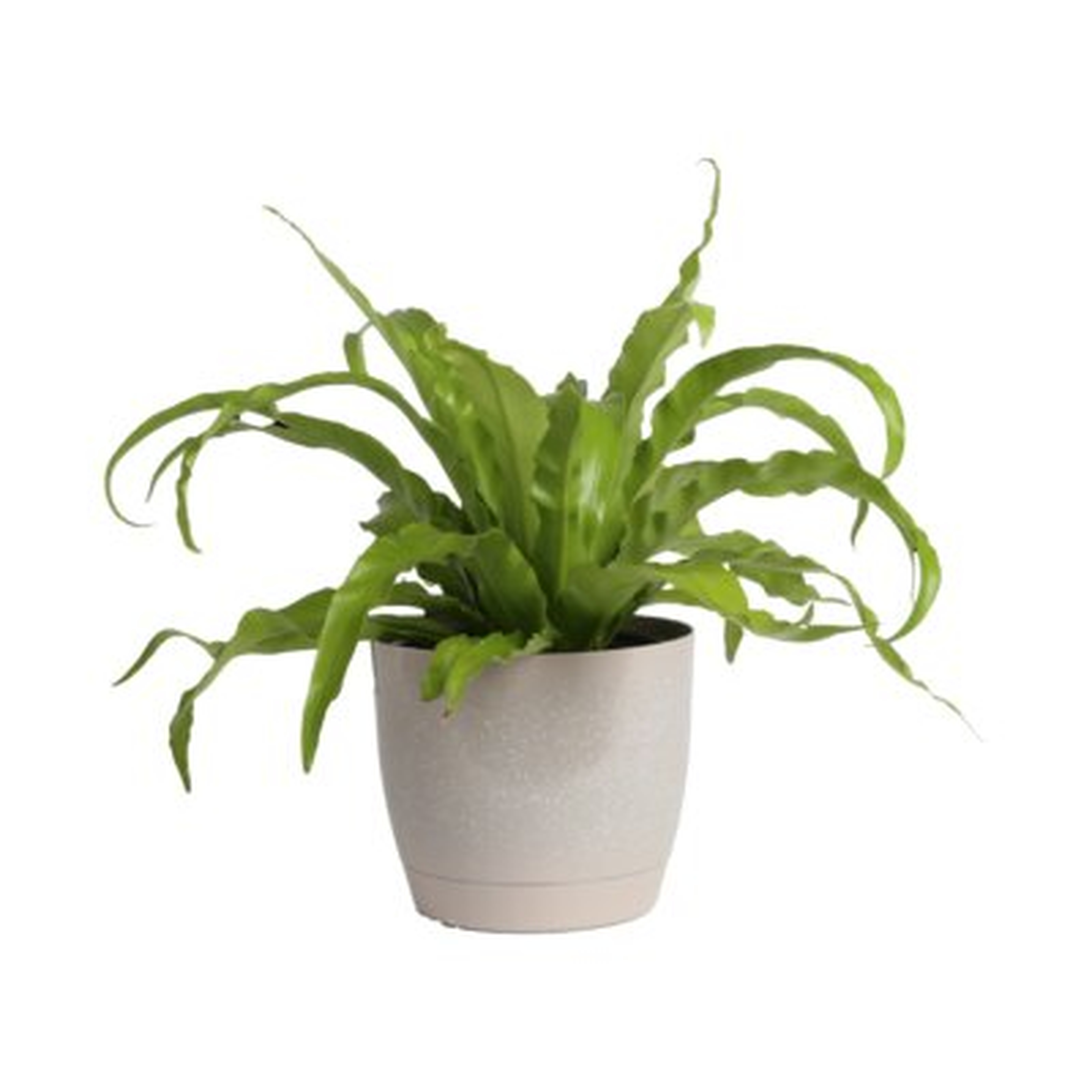 Costa Farms Indoor Bird's Nest Fern House Plant in 6-inch Décor Pot - AllModern