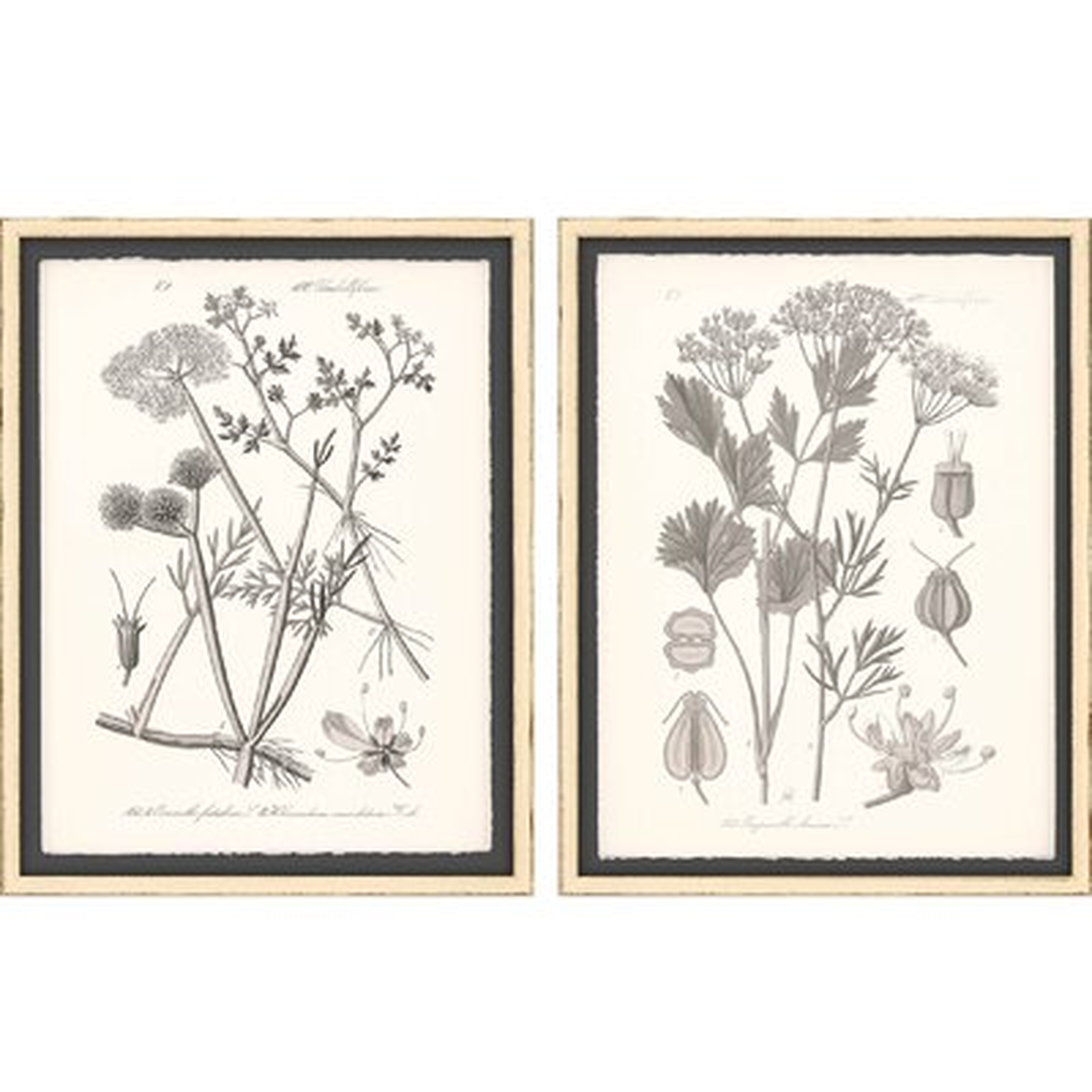 'Gray Botanicals I' - 2 Piece Picture Frame Graphic Art Set on Paper - Wayfair