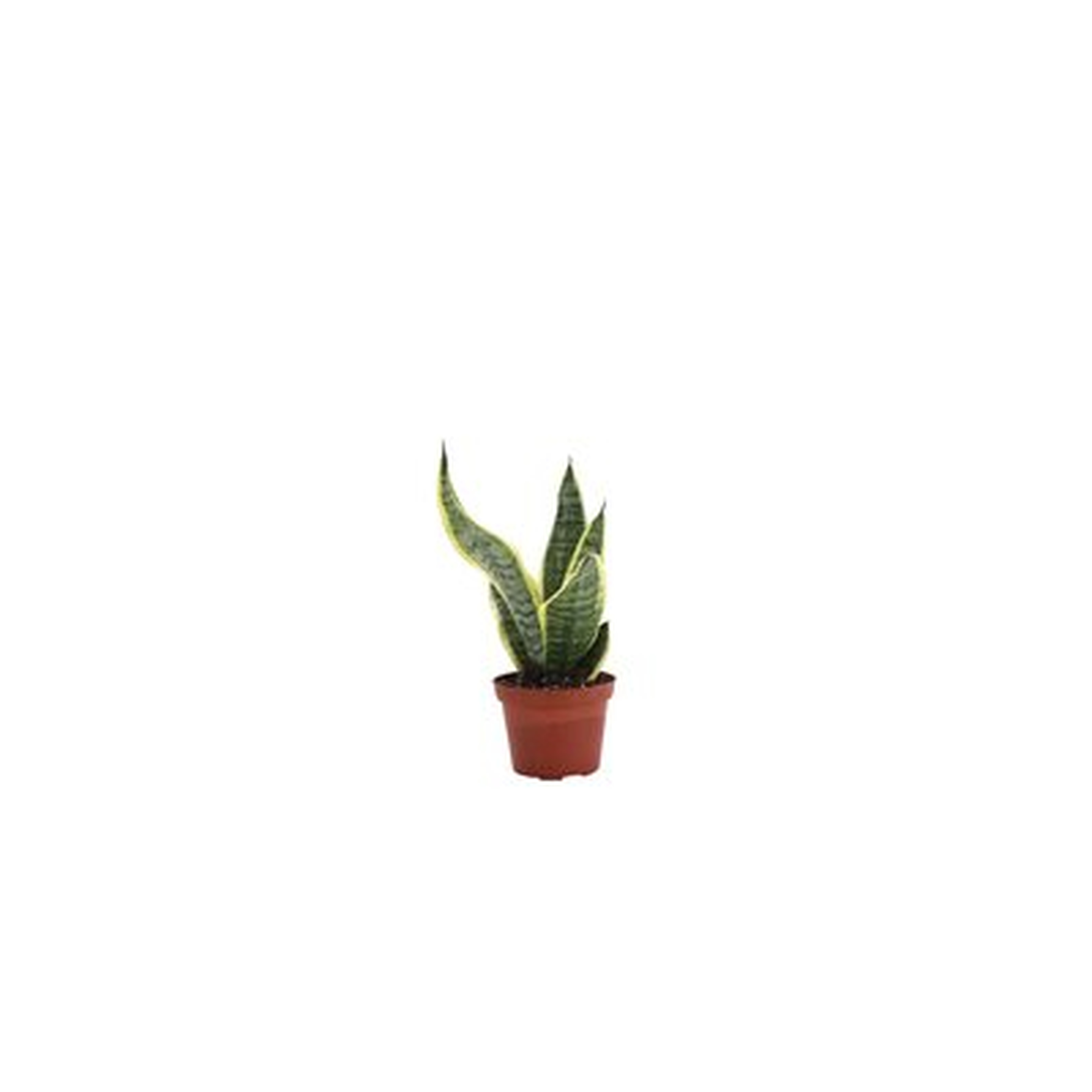 12" Live Snake Plant - Wayfair