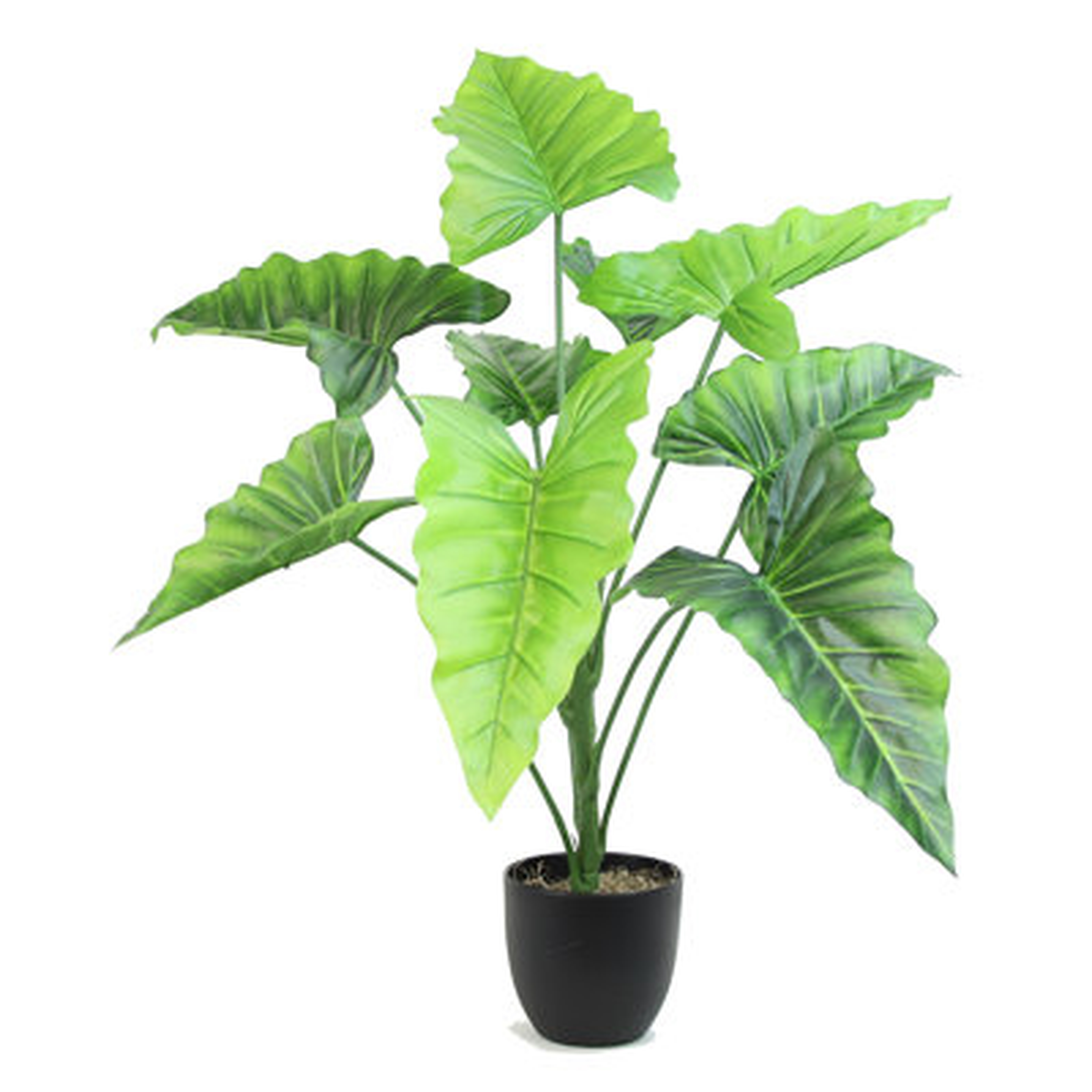 Calla Plant - Wayfair