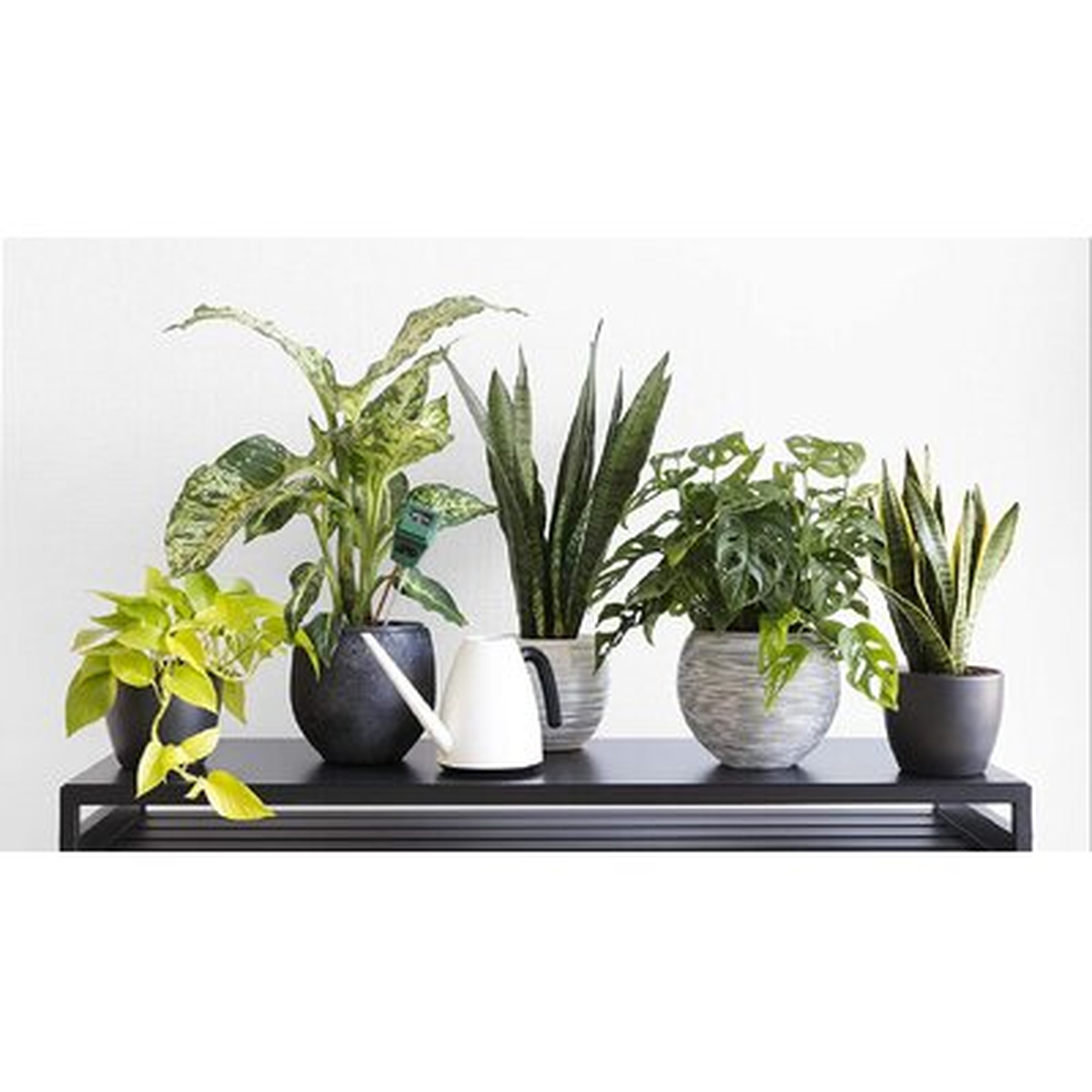 Live Plant In Pot - Wayfair