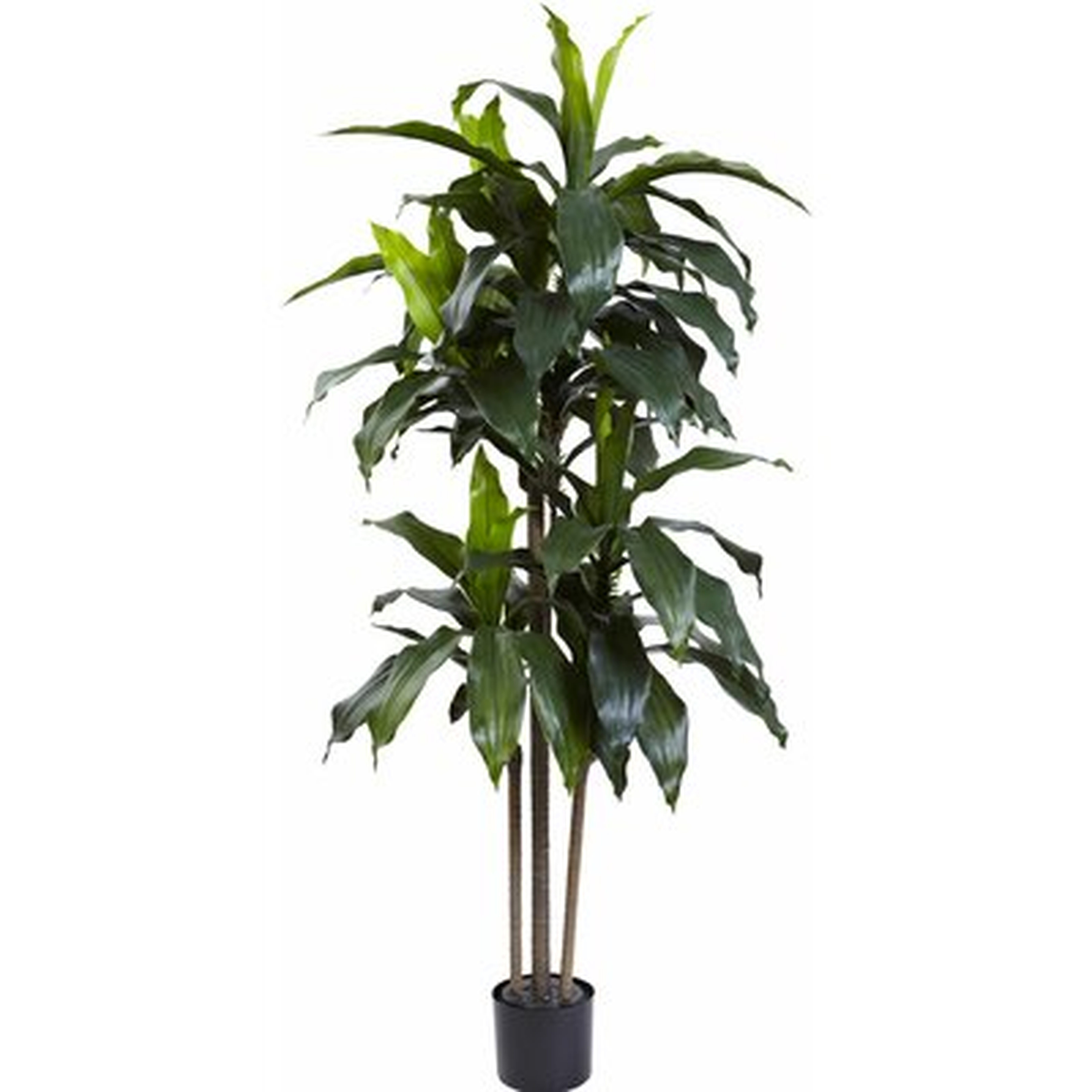 Dracaena Plant in Planter - Wayfair