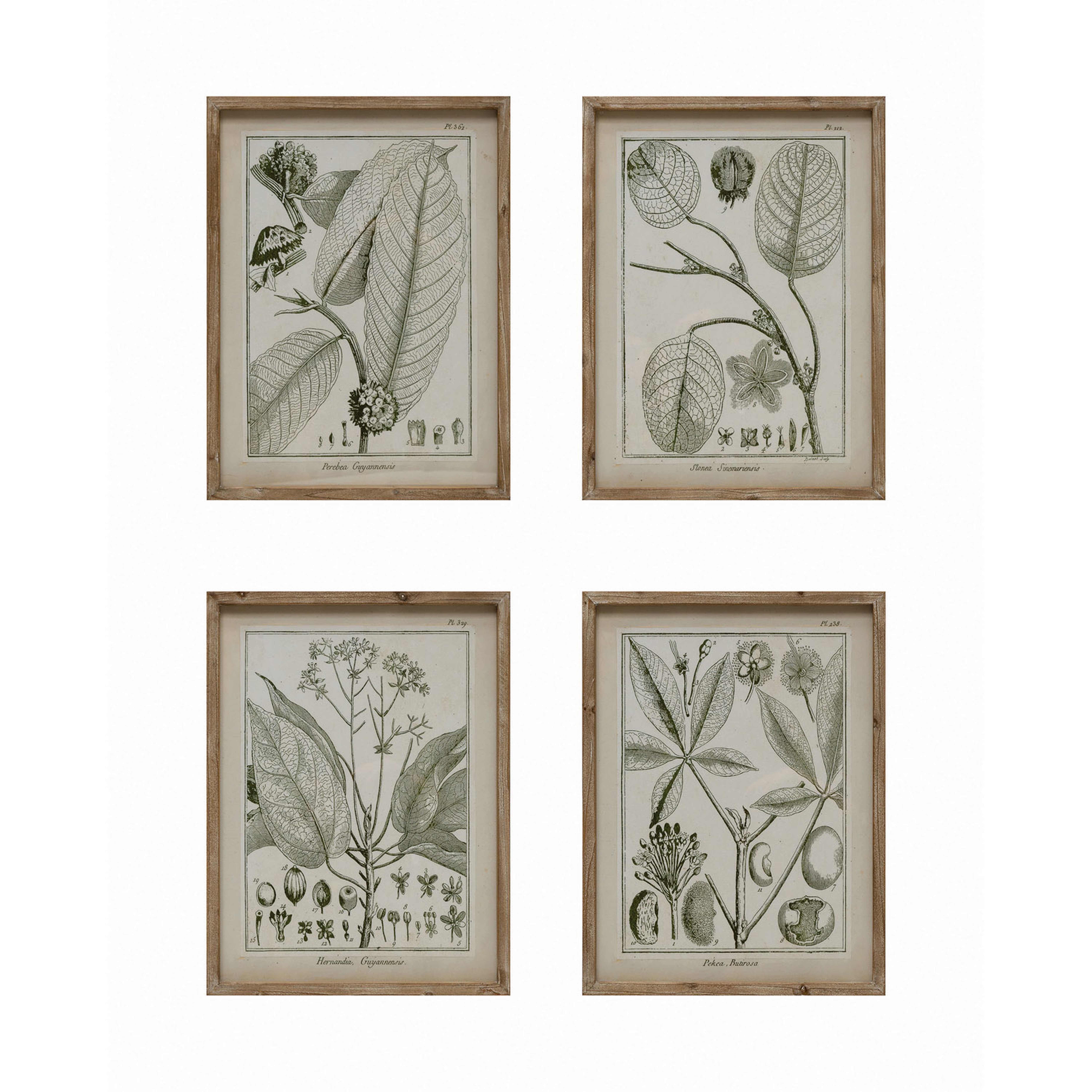 Wood Framed Glass Wall Décor with Plant, Set of 4 - Creative Co-Op