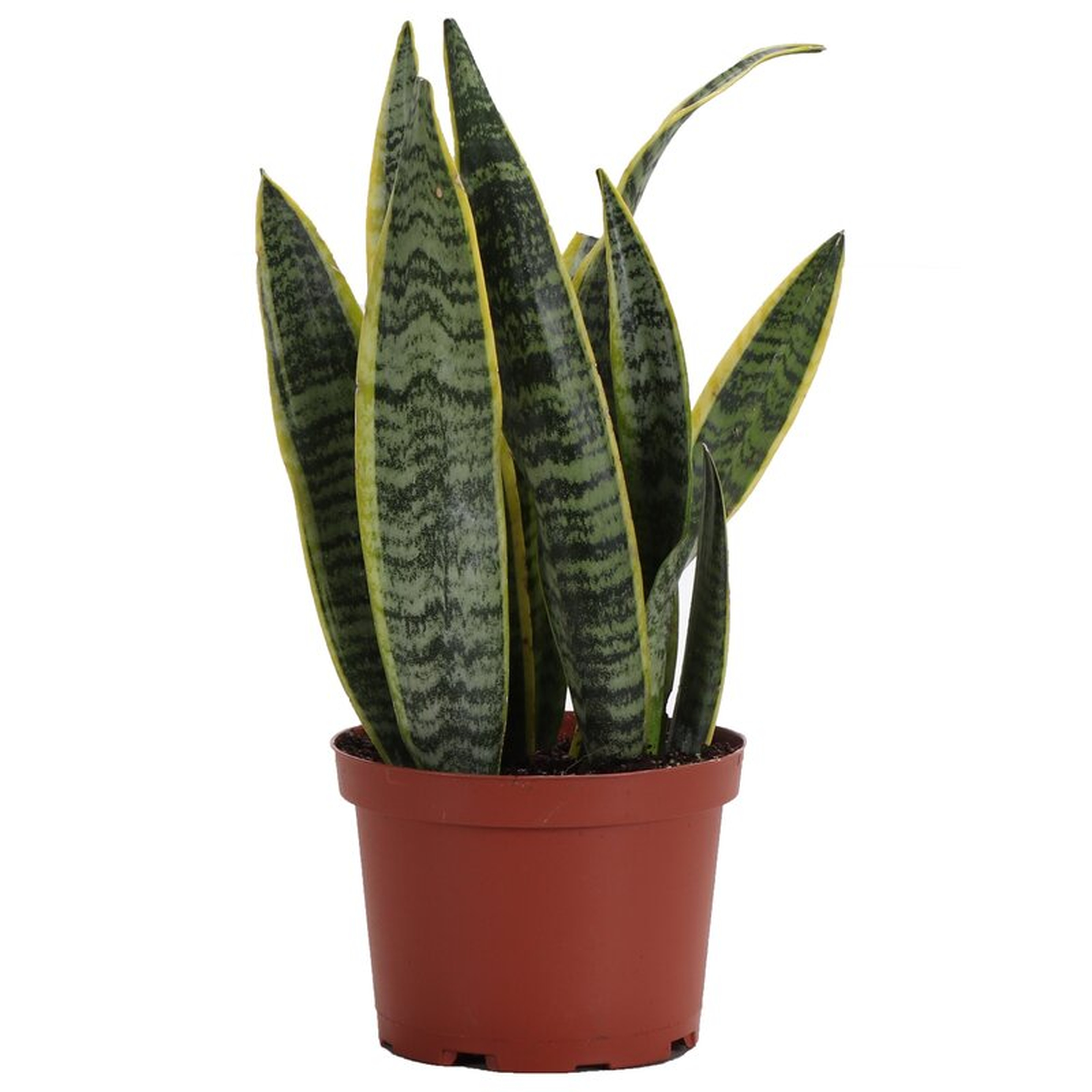 Thorsen's Greenhouse Live Snake Plant in Pot Size: 14" H x 6" W x 6" D - Perigold