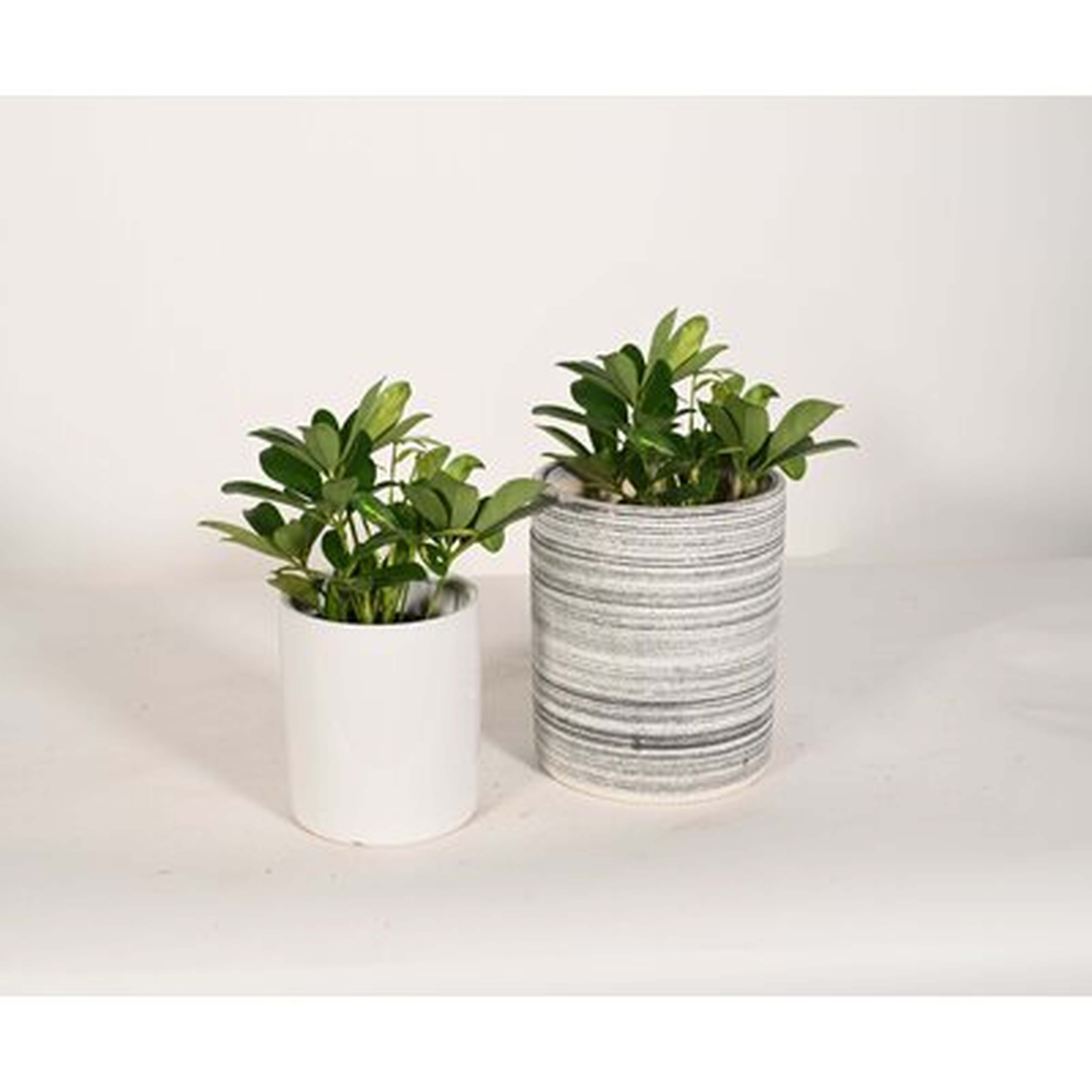 Primrue 2 9'' Fern Plant Desktop Plant in a Ceramic Pot, White & Gray - Wayfair