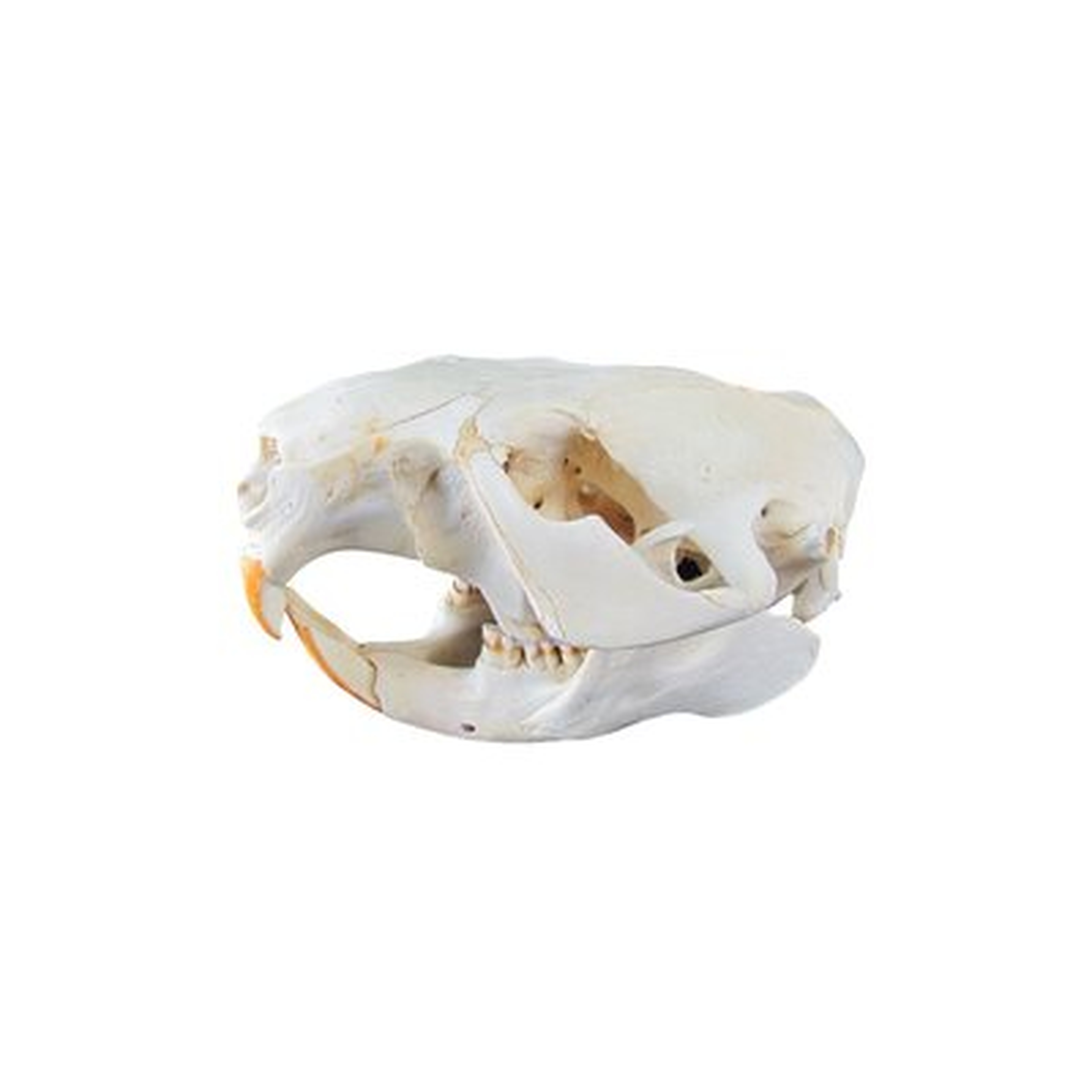 Maxie Genuine Beaver Skull Taxidermy Animal Bones Unique Animal Hunting Cabin Decor - Wayfair