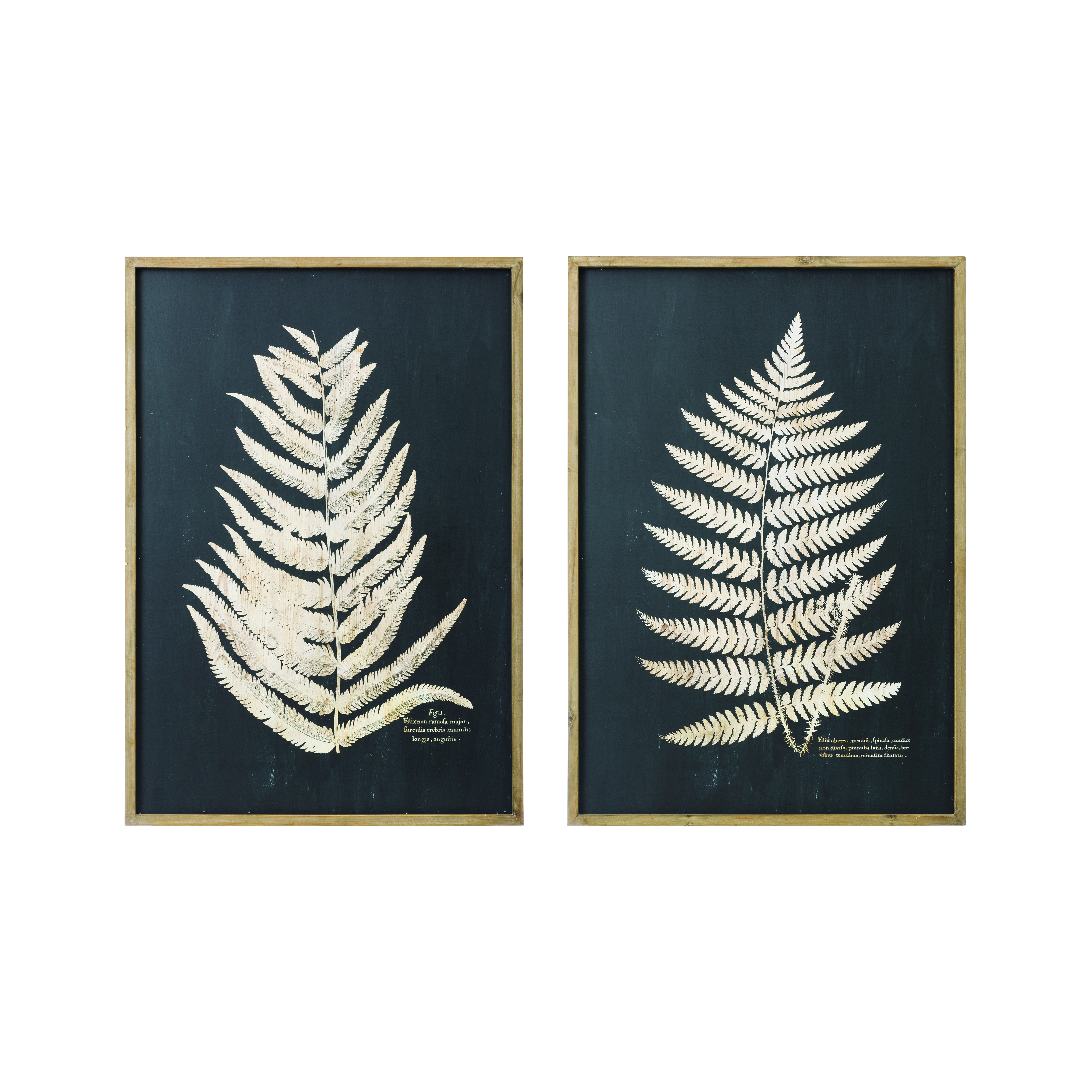 Framed Fern Leaf Prints, Set of 2 - Roam Common