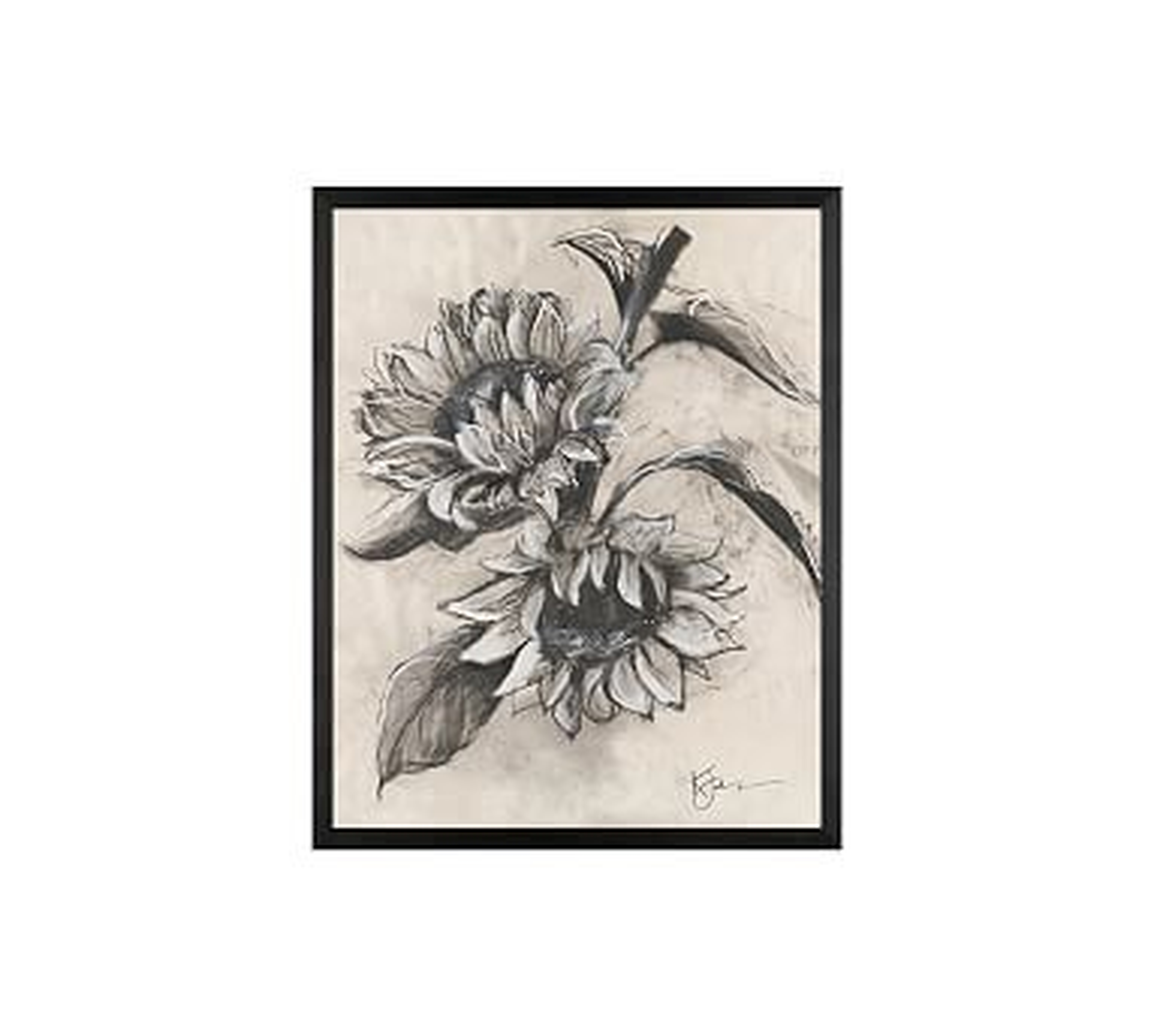Charcoal Sunflower Sketch, Sunflower on Branch, 16" x 20" Wood Gallery, Black, No Mat - Pottery Barn