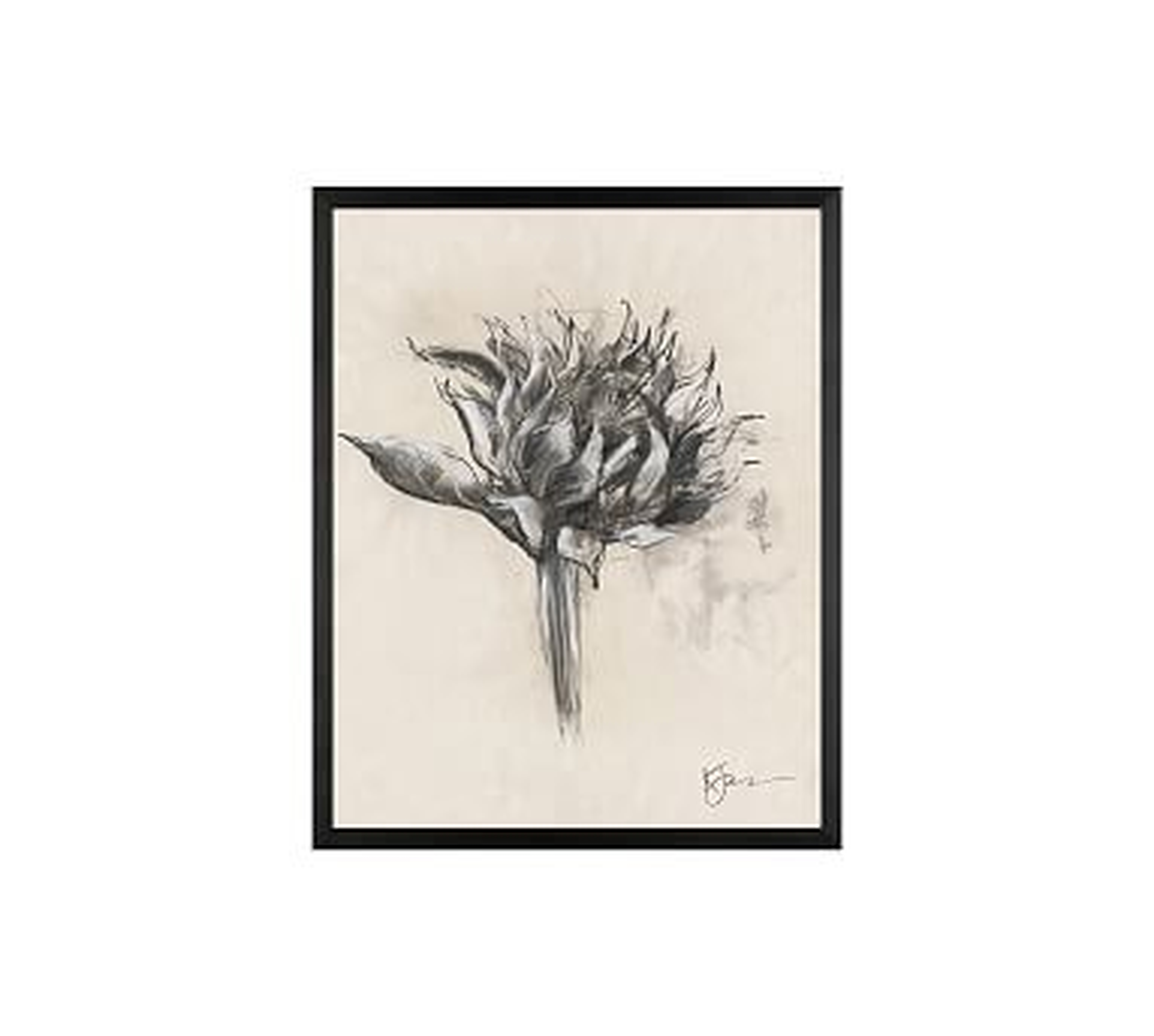 Charcoal Sunflower Sketch, Single Bloom, 16" x 20" Wood Gallery, Black, No Mat - Pottery Barn