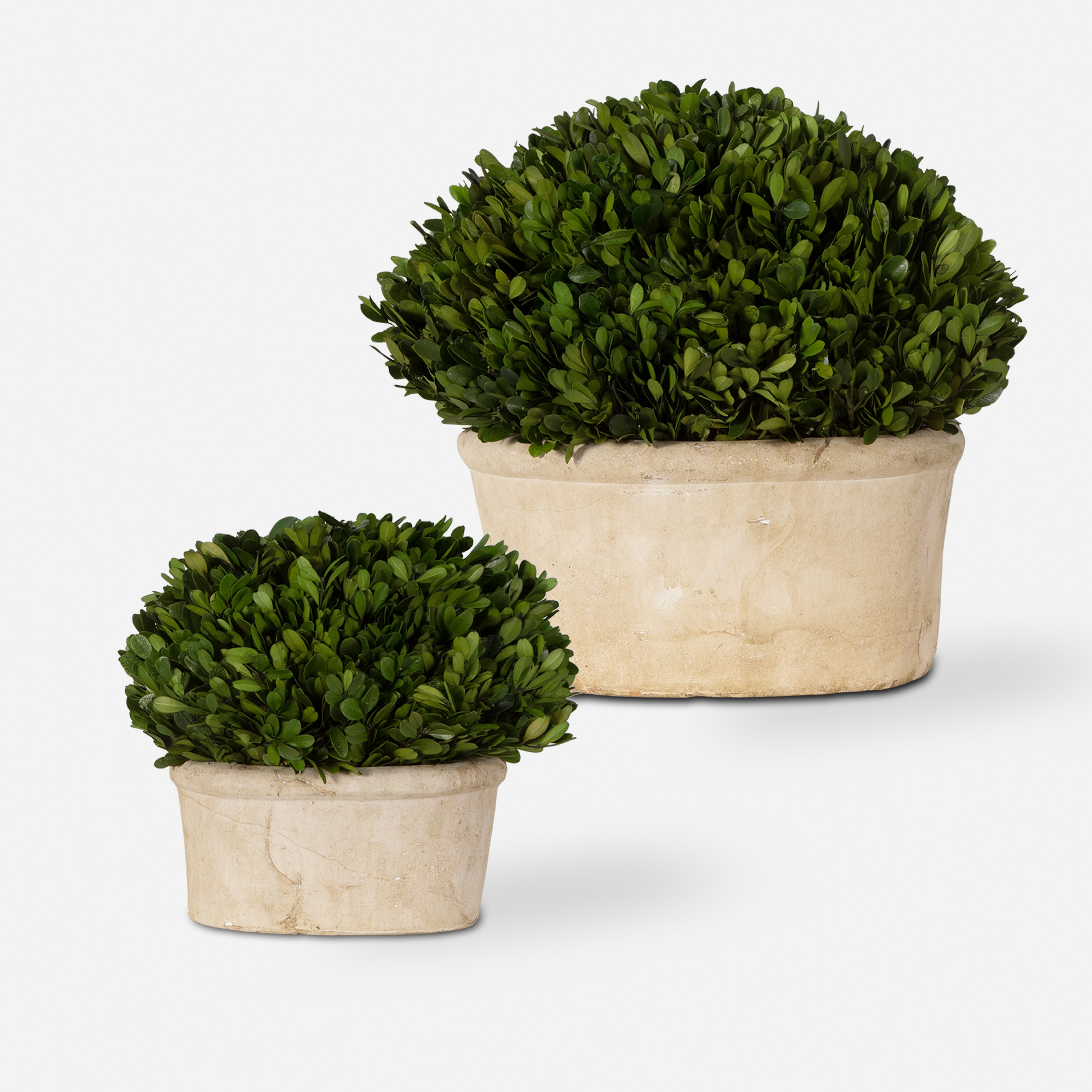 Oval Domes Preserved Boxwood Set/2 - Uttermost
