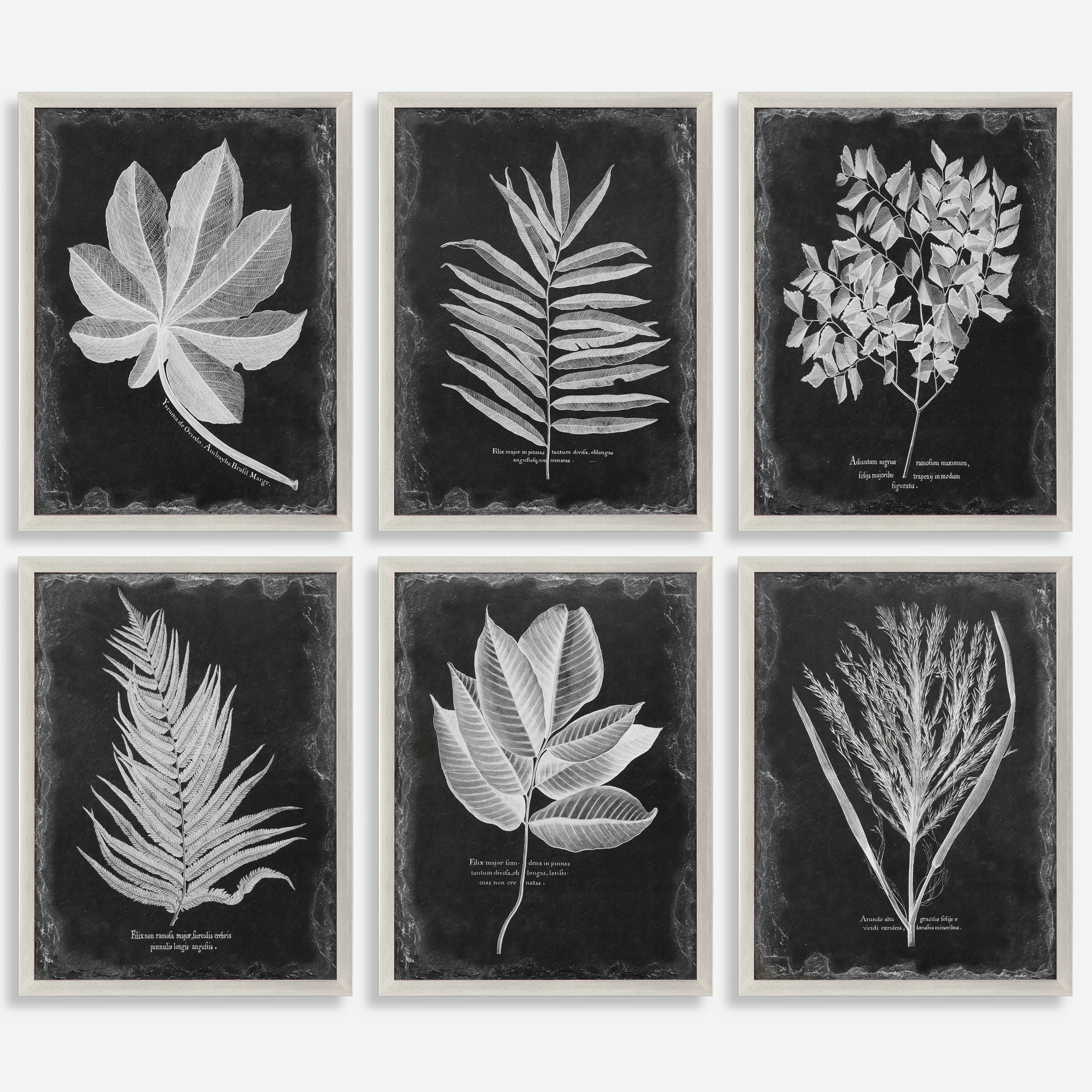 Foliage Framed Prints, S/6 - Uttermost