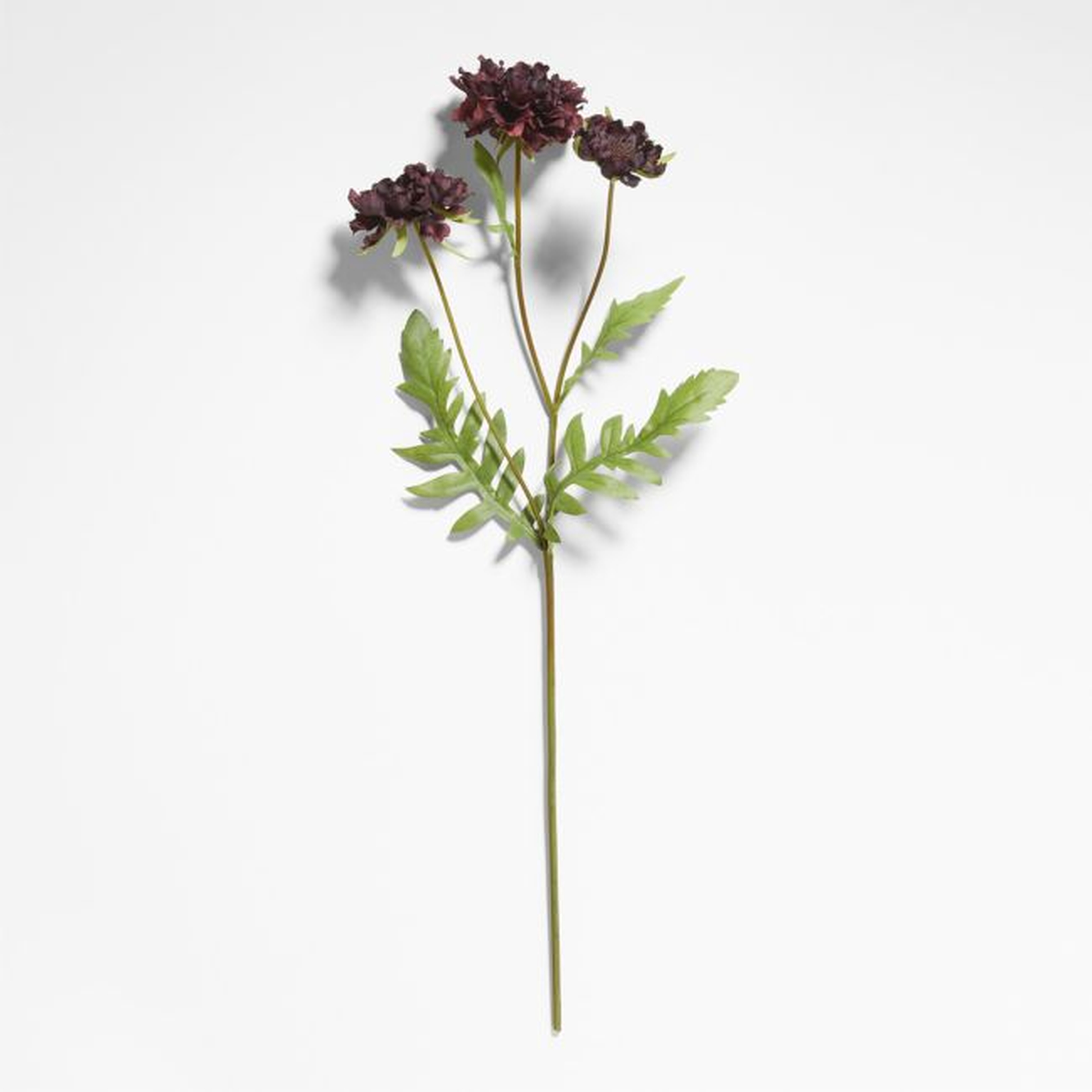 Faux Burgundy Scabiosa Stem - Crate and Barrel