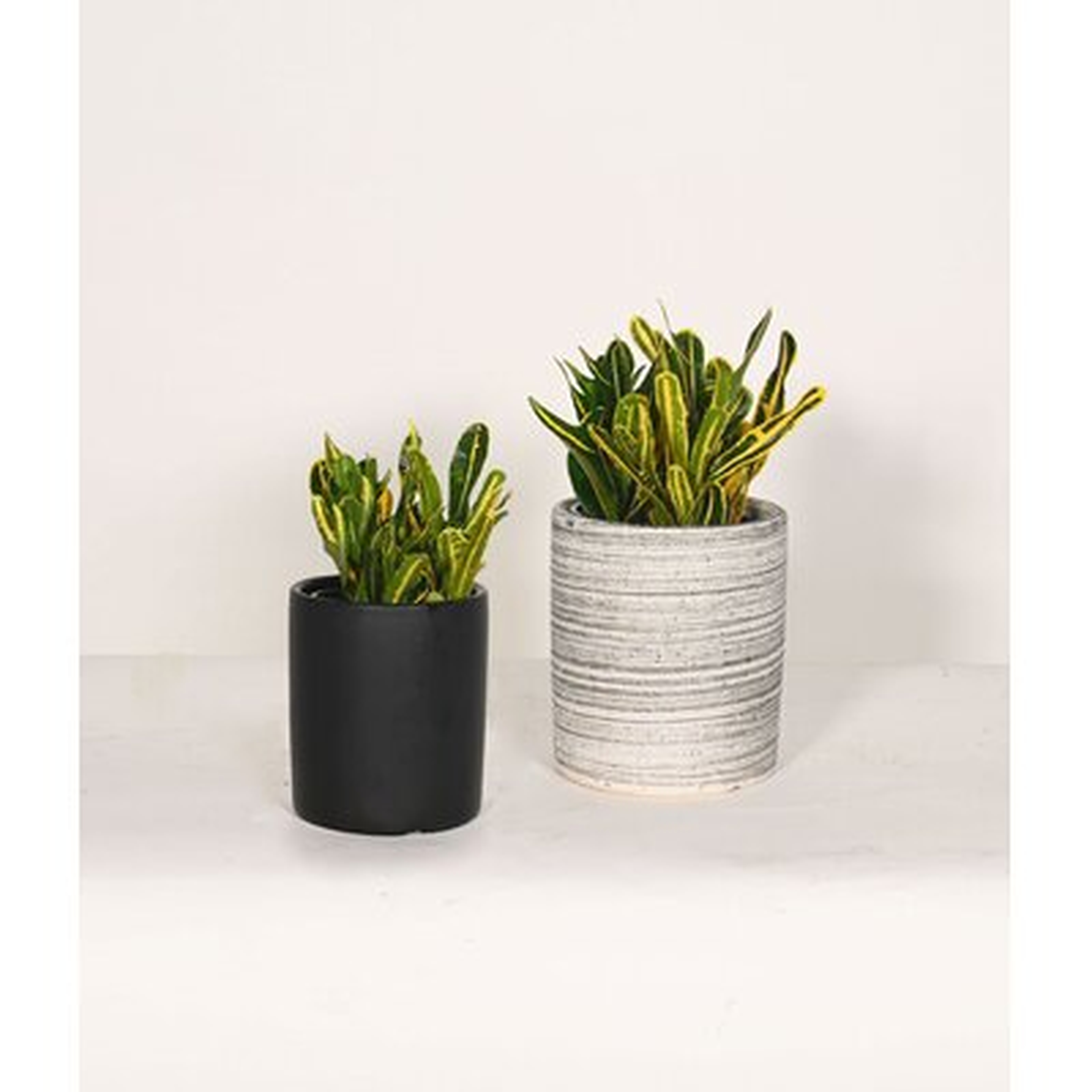 Live Plant Croton With 5" And 6'' Ceramic Planter Pots - Wayfair
