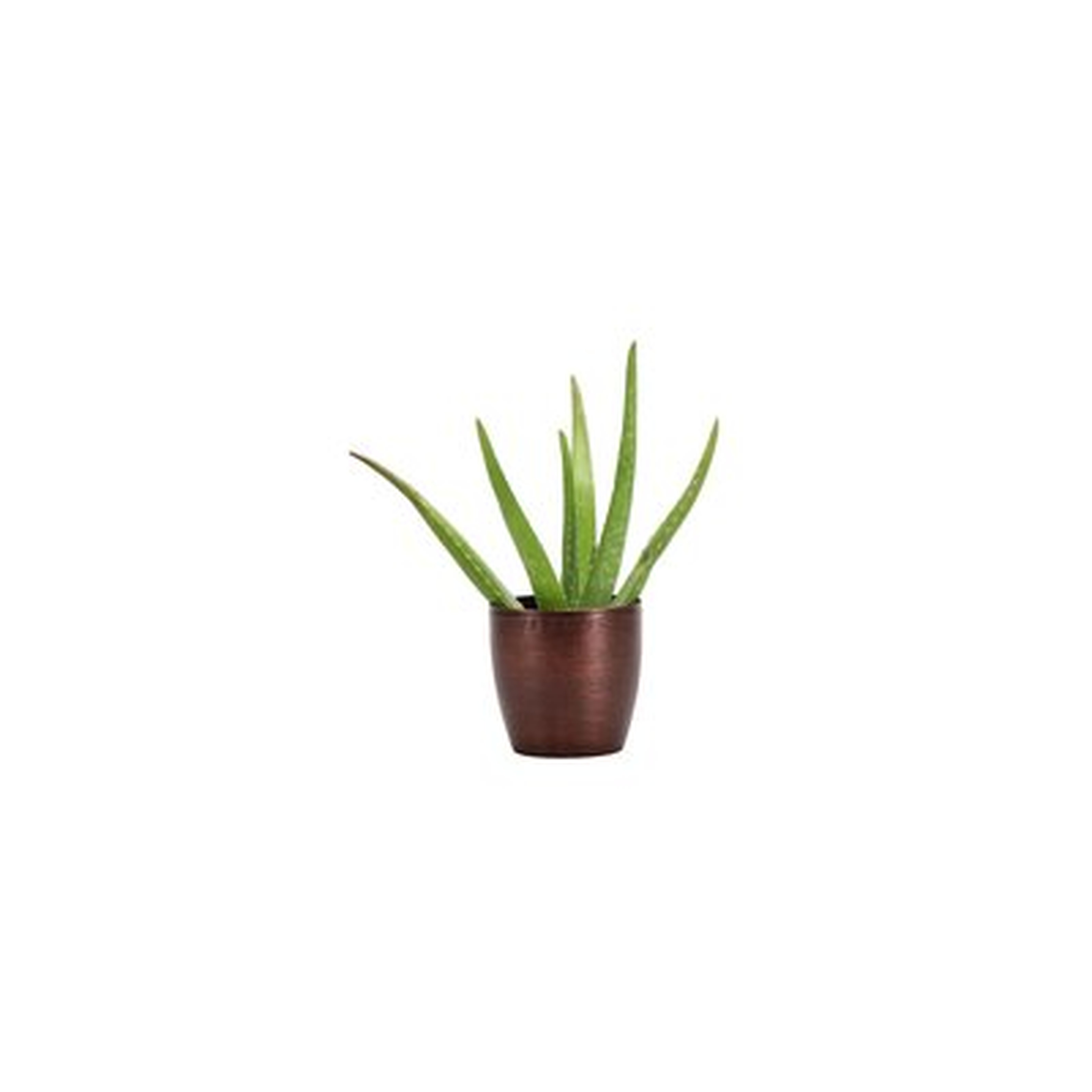 6" Live Aloe Plant in Pot - Wayfair