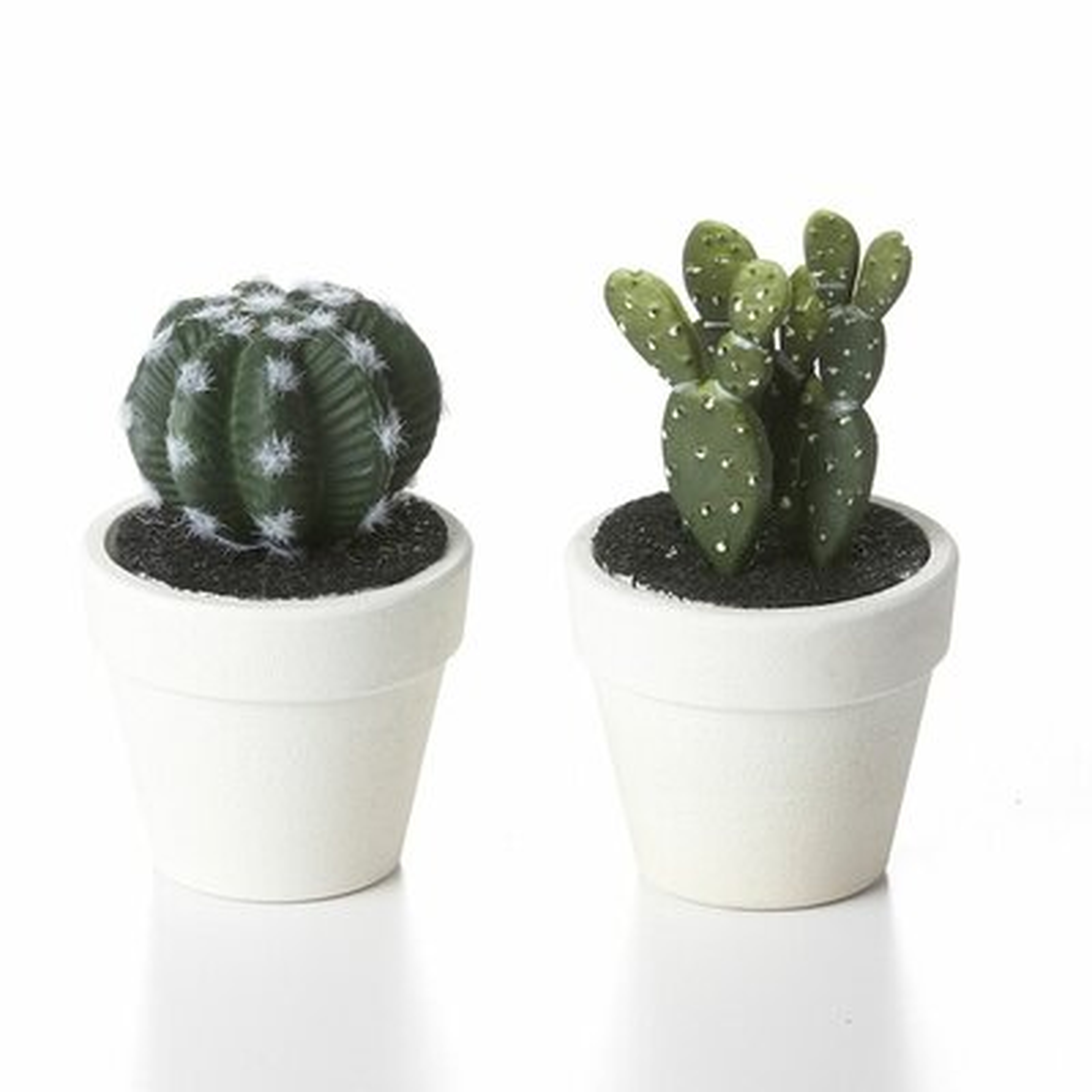 2 Cactus Plant in Pot Set - Wayfair