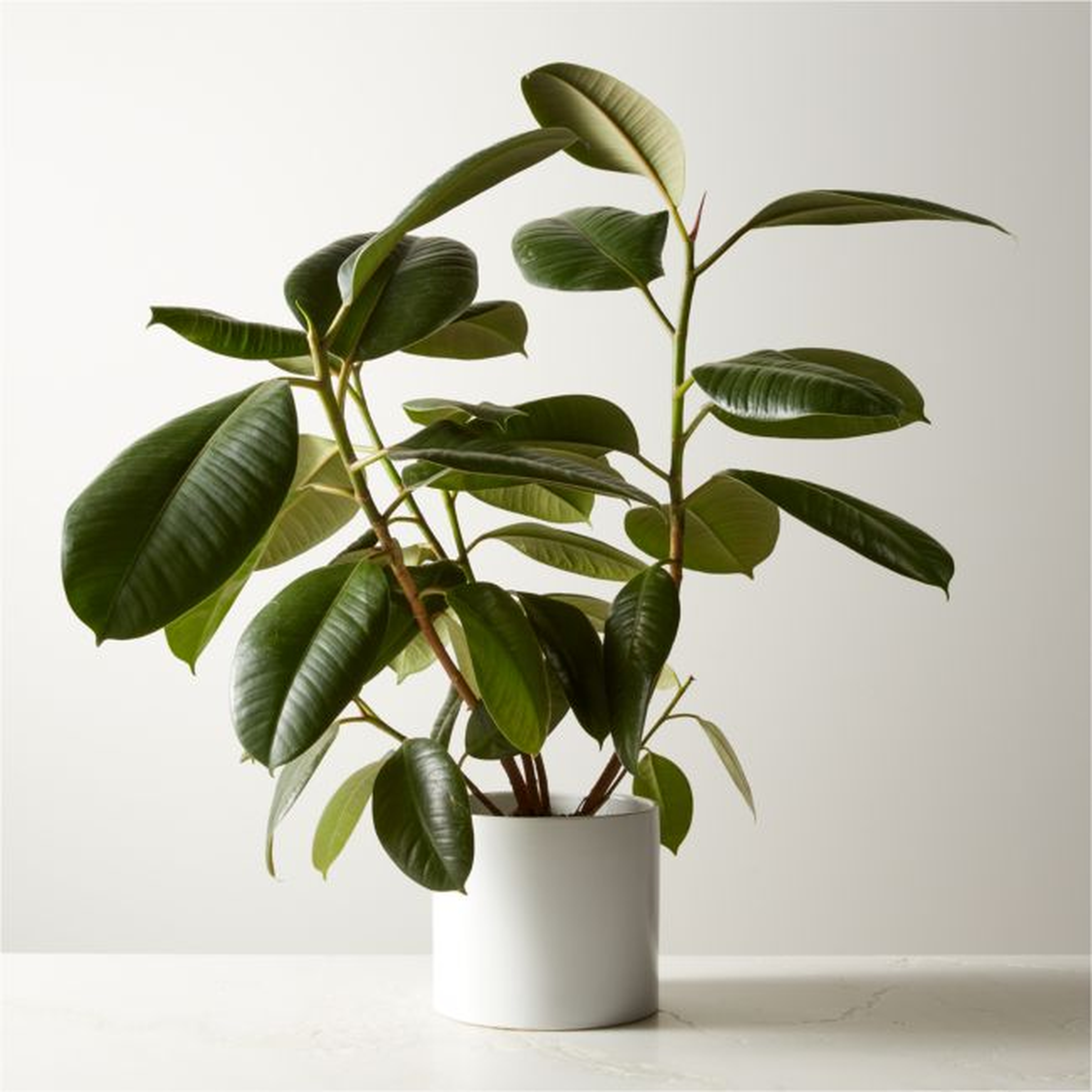 Live Ficus Elastica Rubber Plant 6" in White Ceramic Pot - CB2
