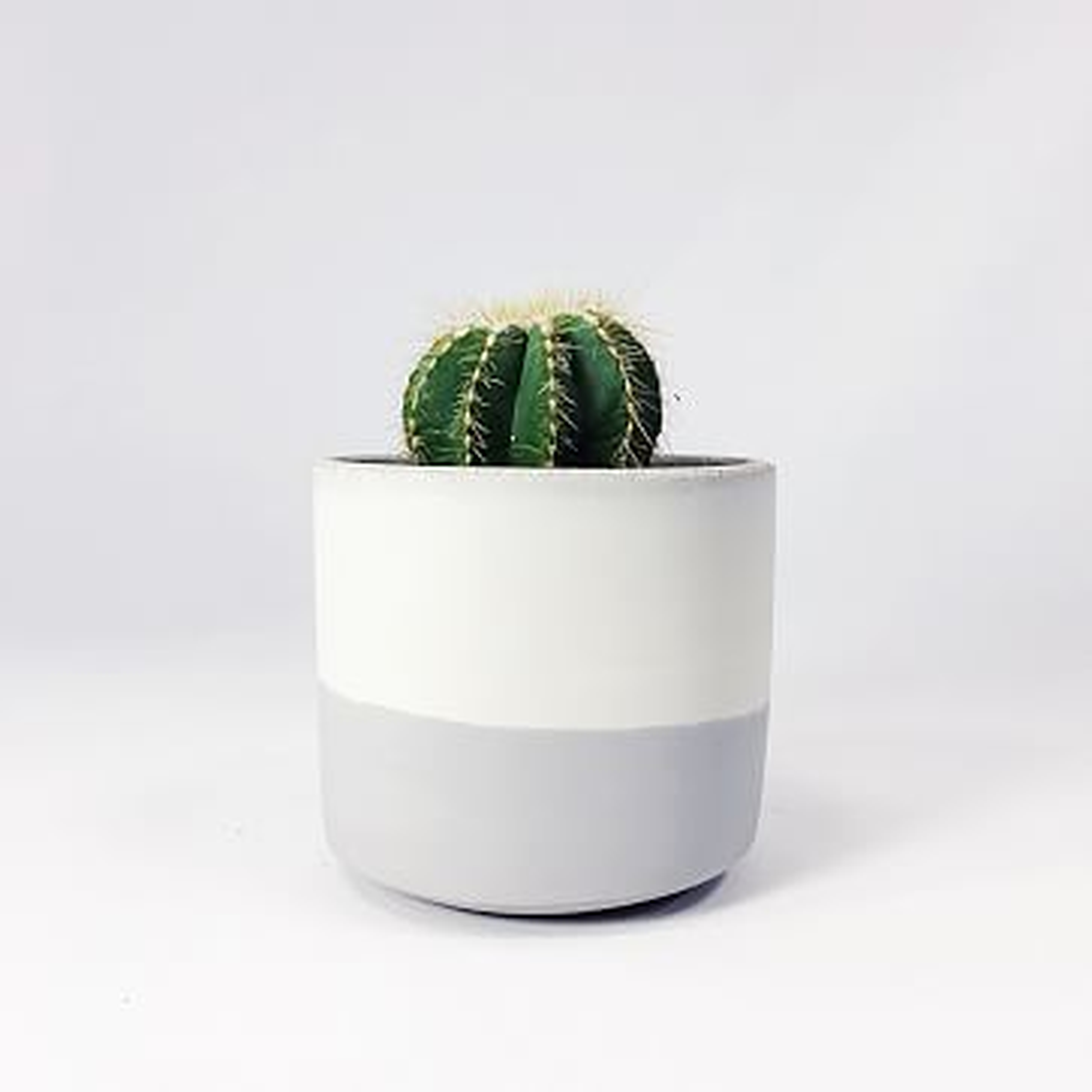 Straight-Sided Concrete Pot, Small, Light Gray - West Elm