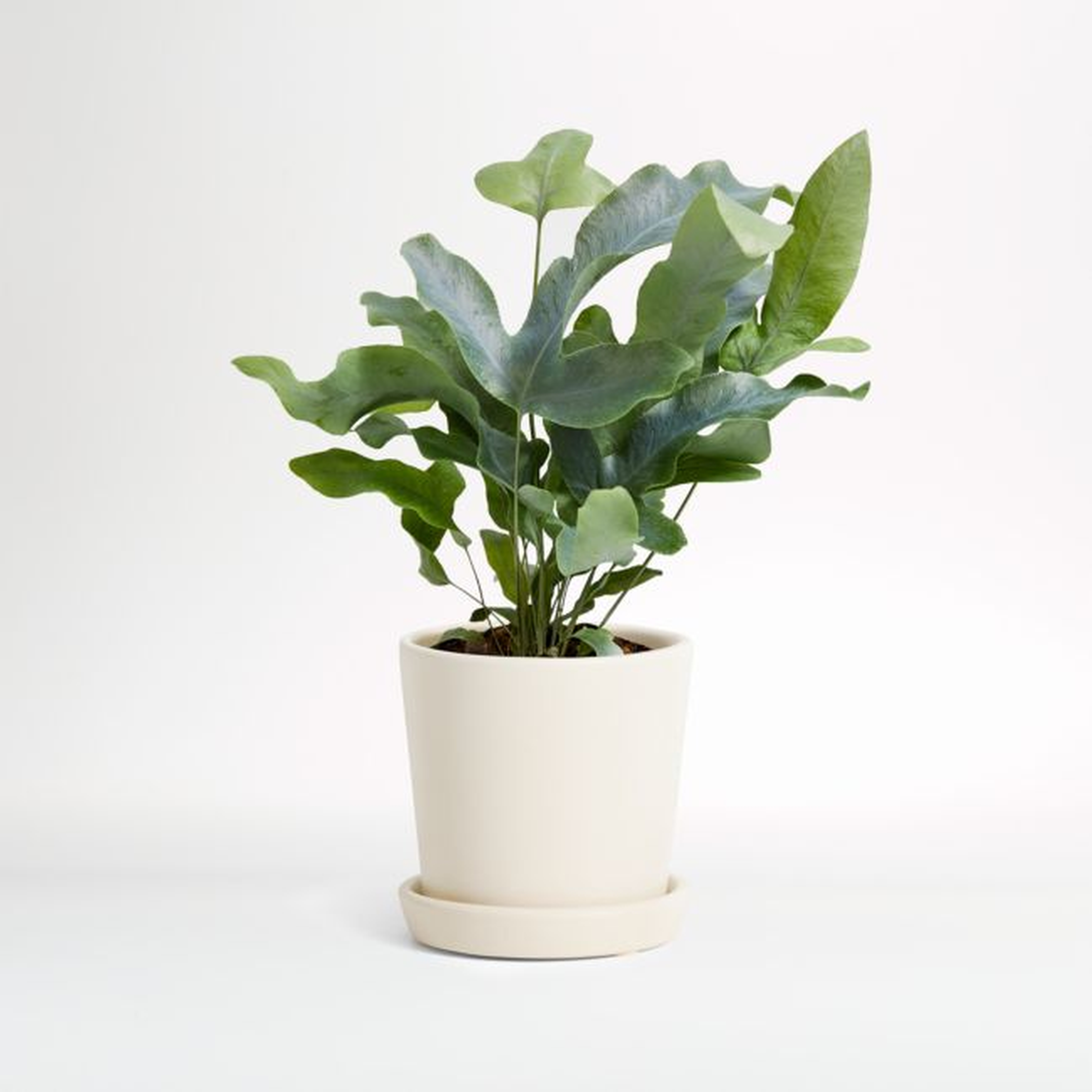 Live Fern Blue Star in Bryant Planter - Crate and Barrel