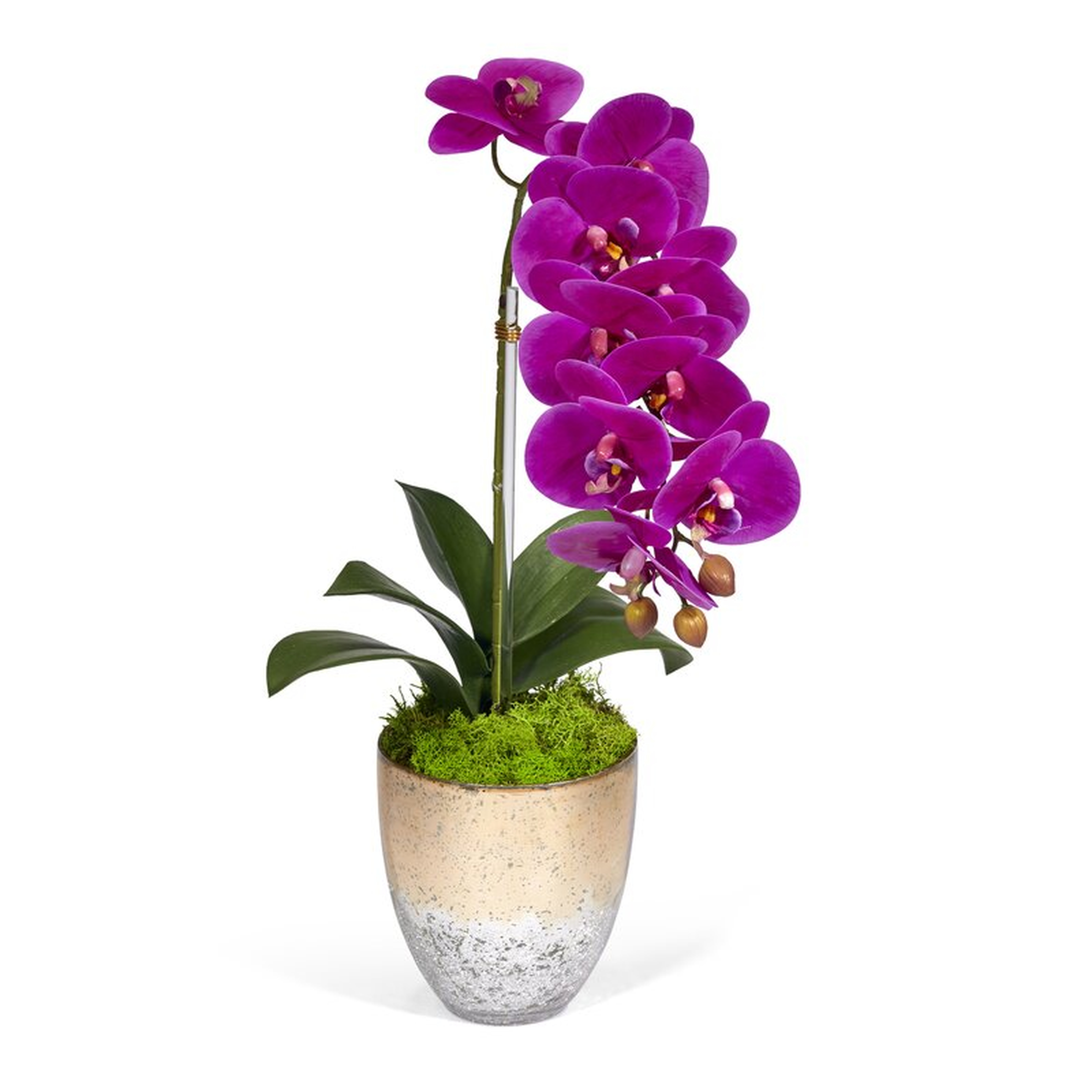 T&C Floral Company Single Orchids Floral Arrangement in Vase - Perigold